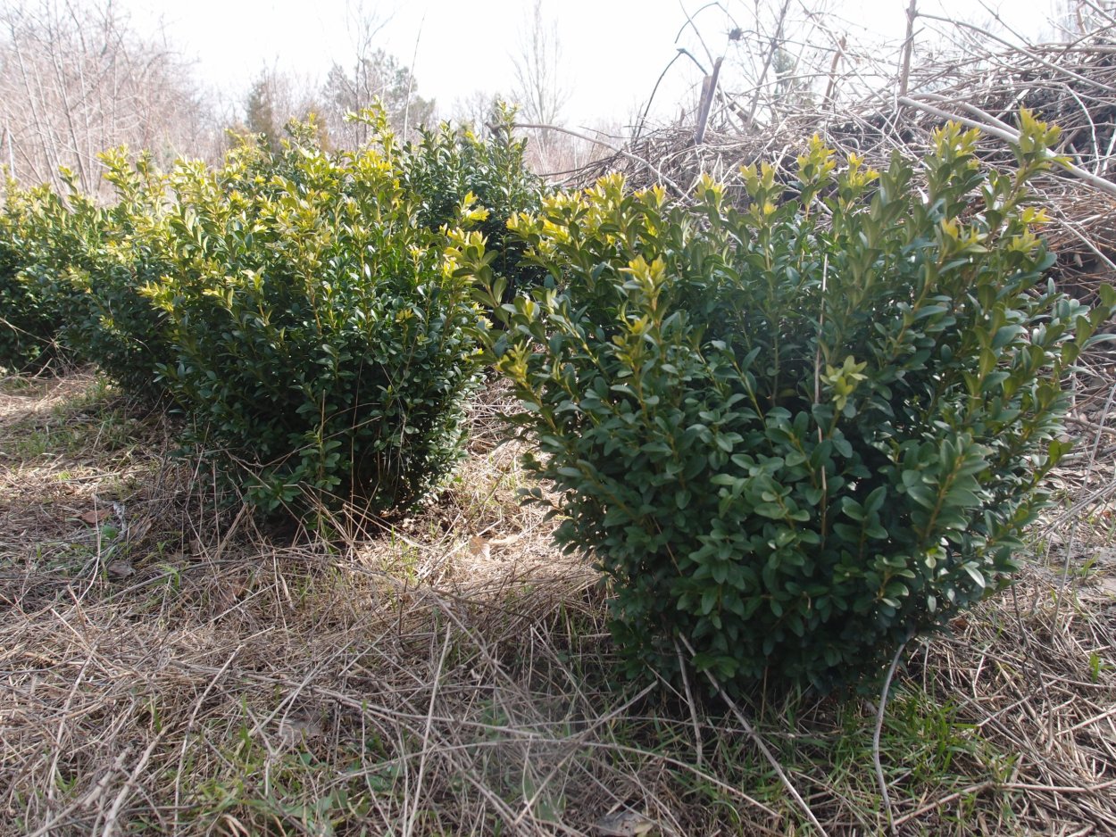 Теневыносливые вечнозеленые кустарники