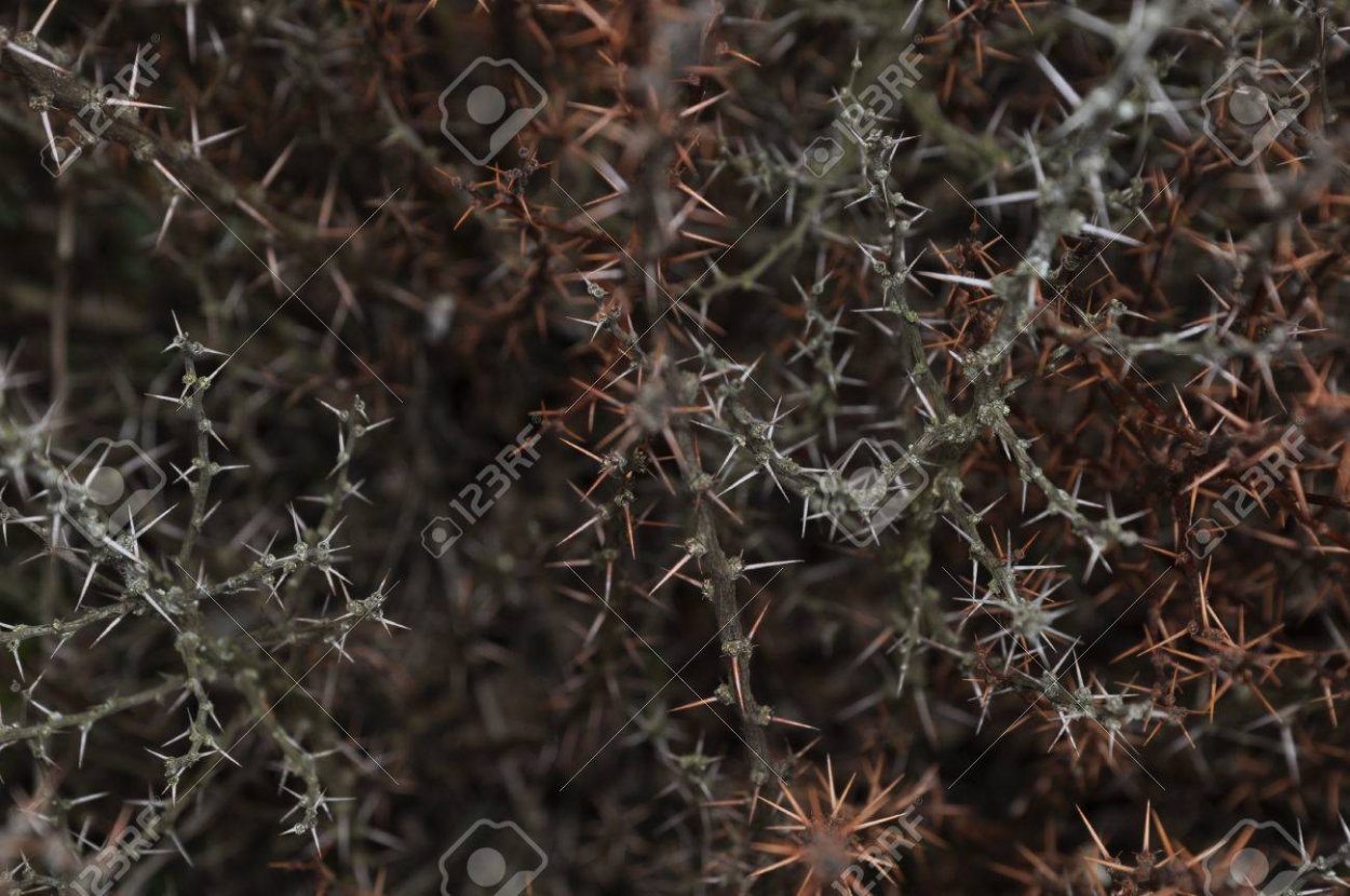 Колючие кусты арт