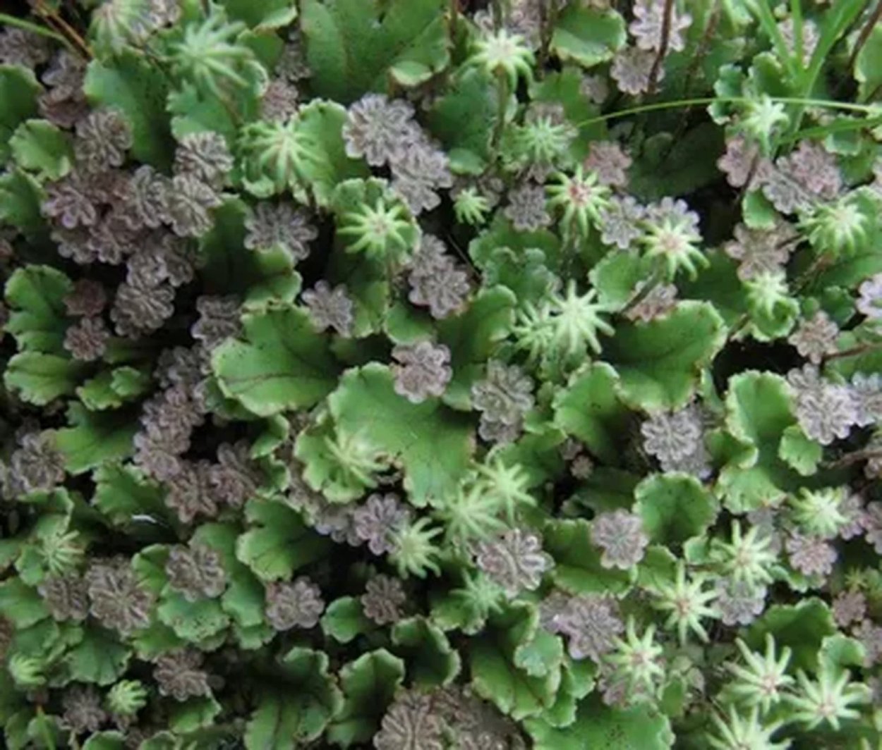 Маршанция изменчивая