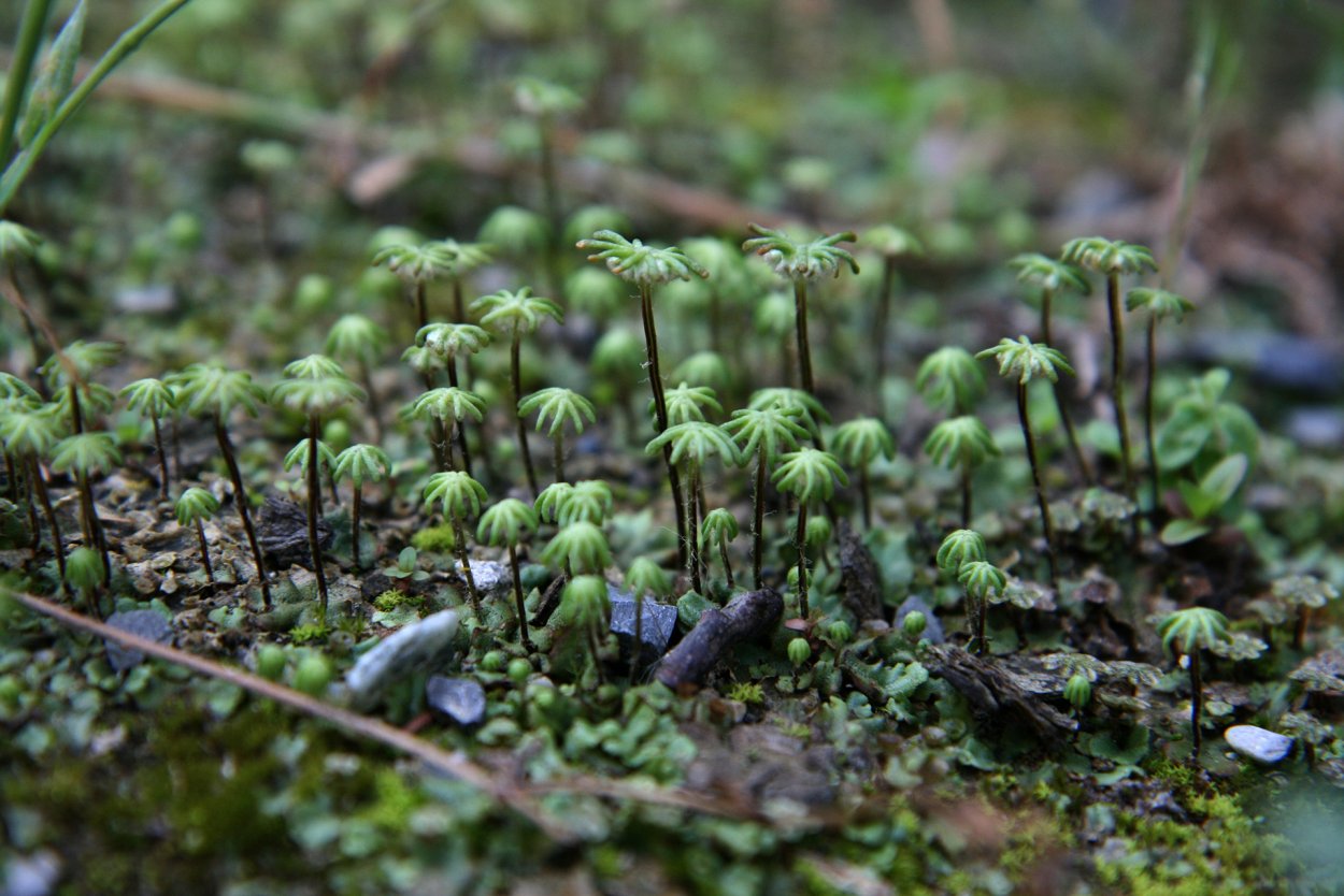 Маршанция мох