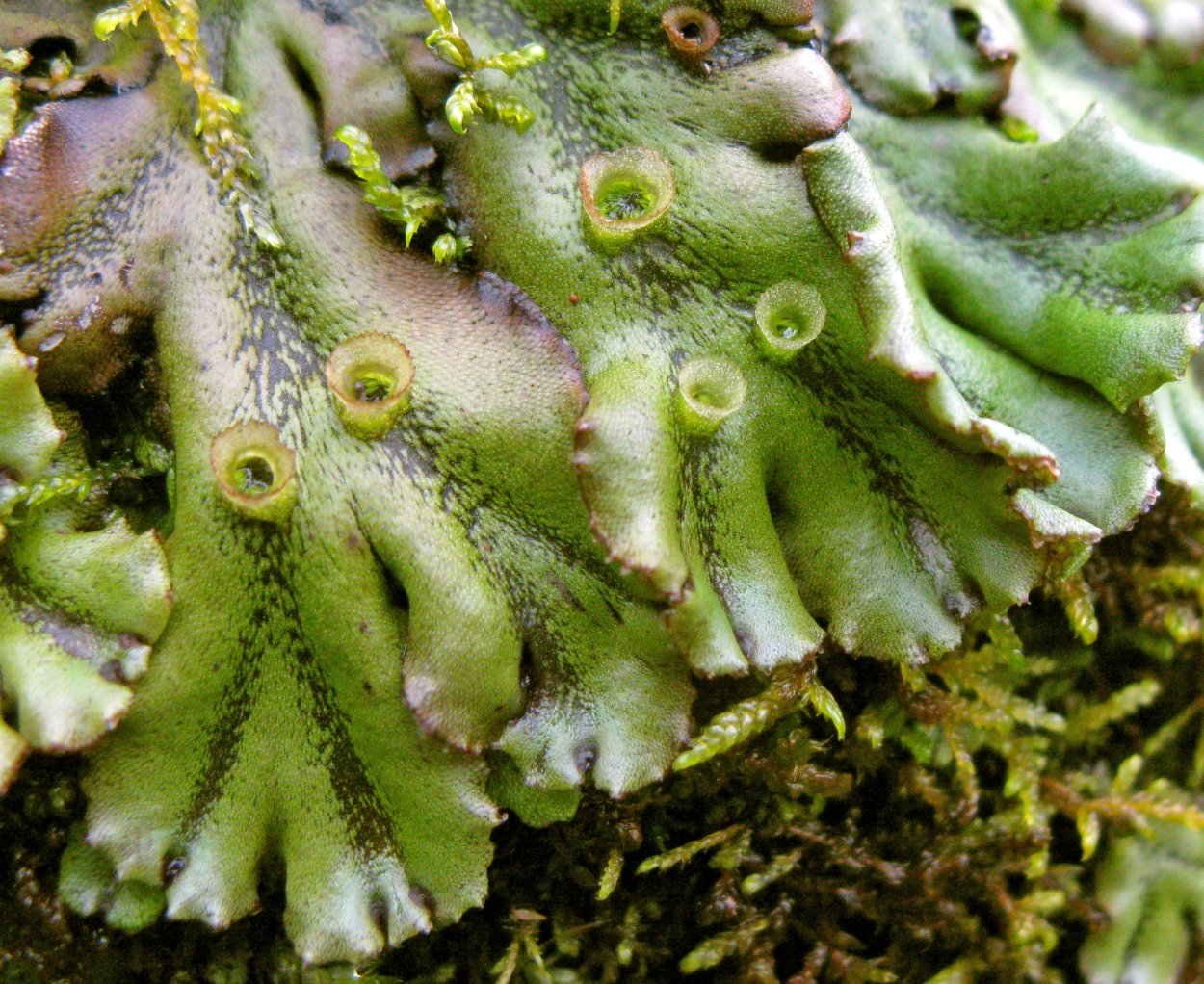 Паразитирующий мох маршанция