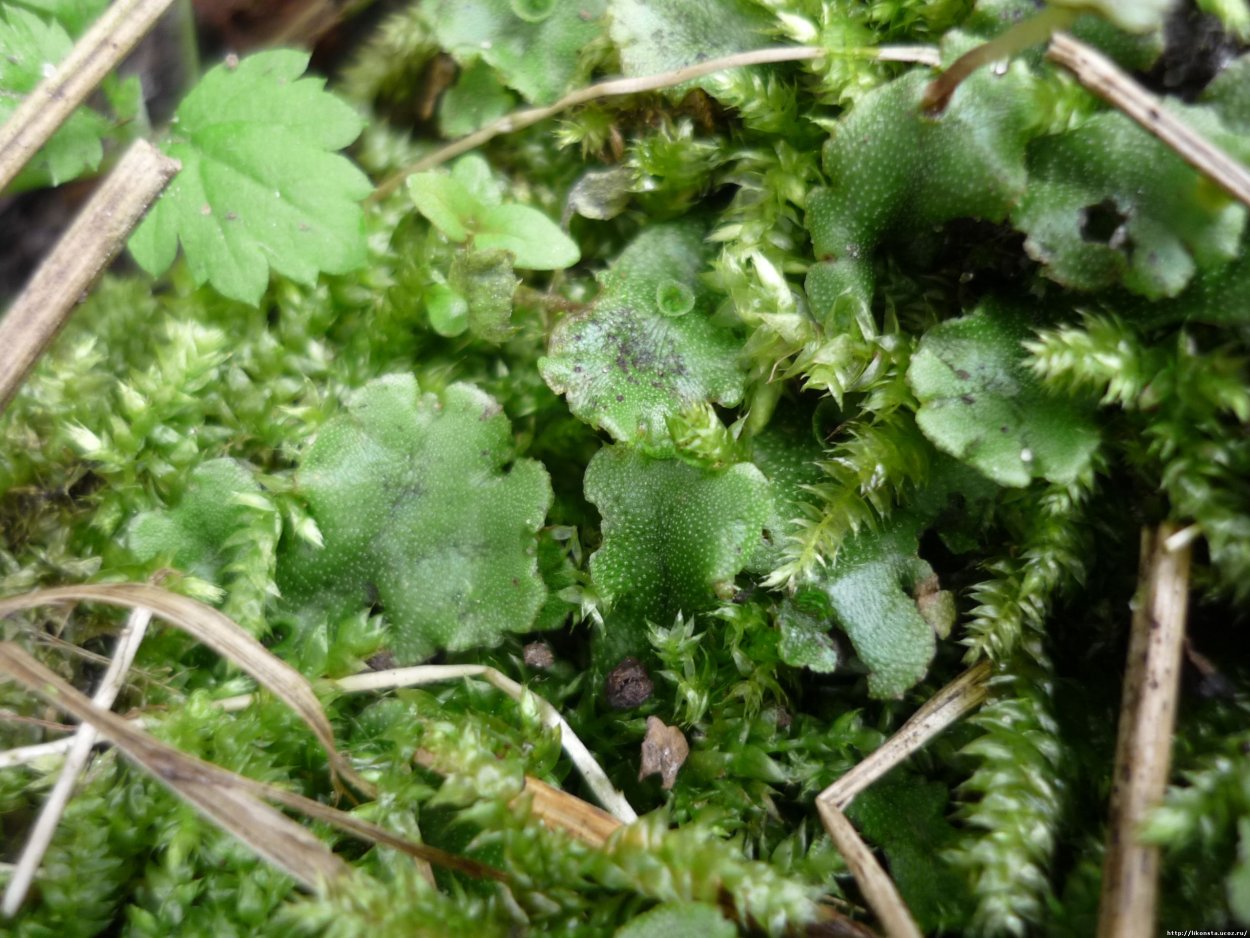 Риччия и маршанция