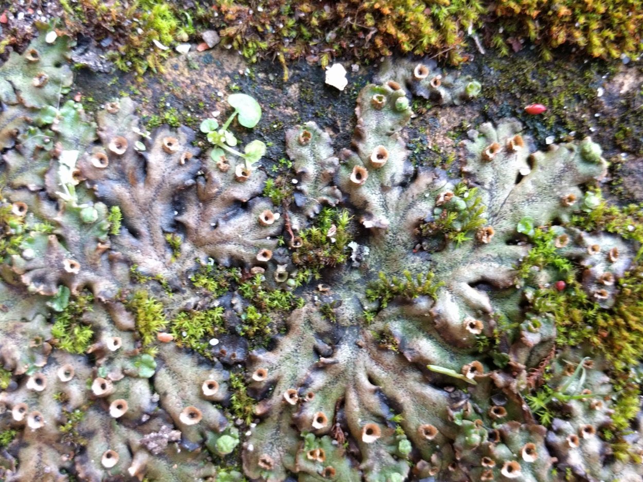 Маршанция папоротник