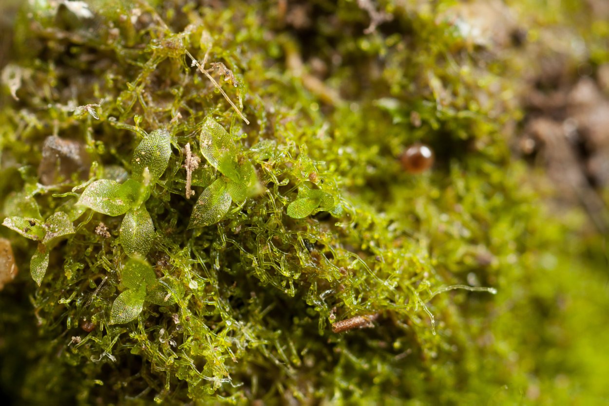 Протонема сфагнума