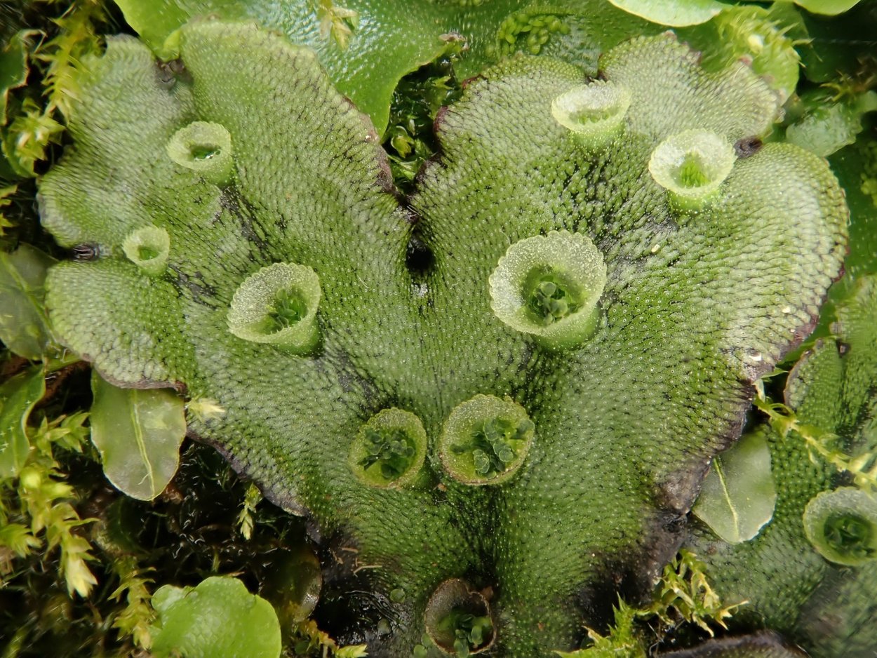 Marchantia polymorpha