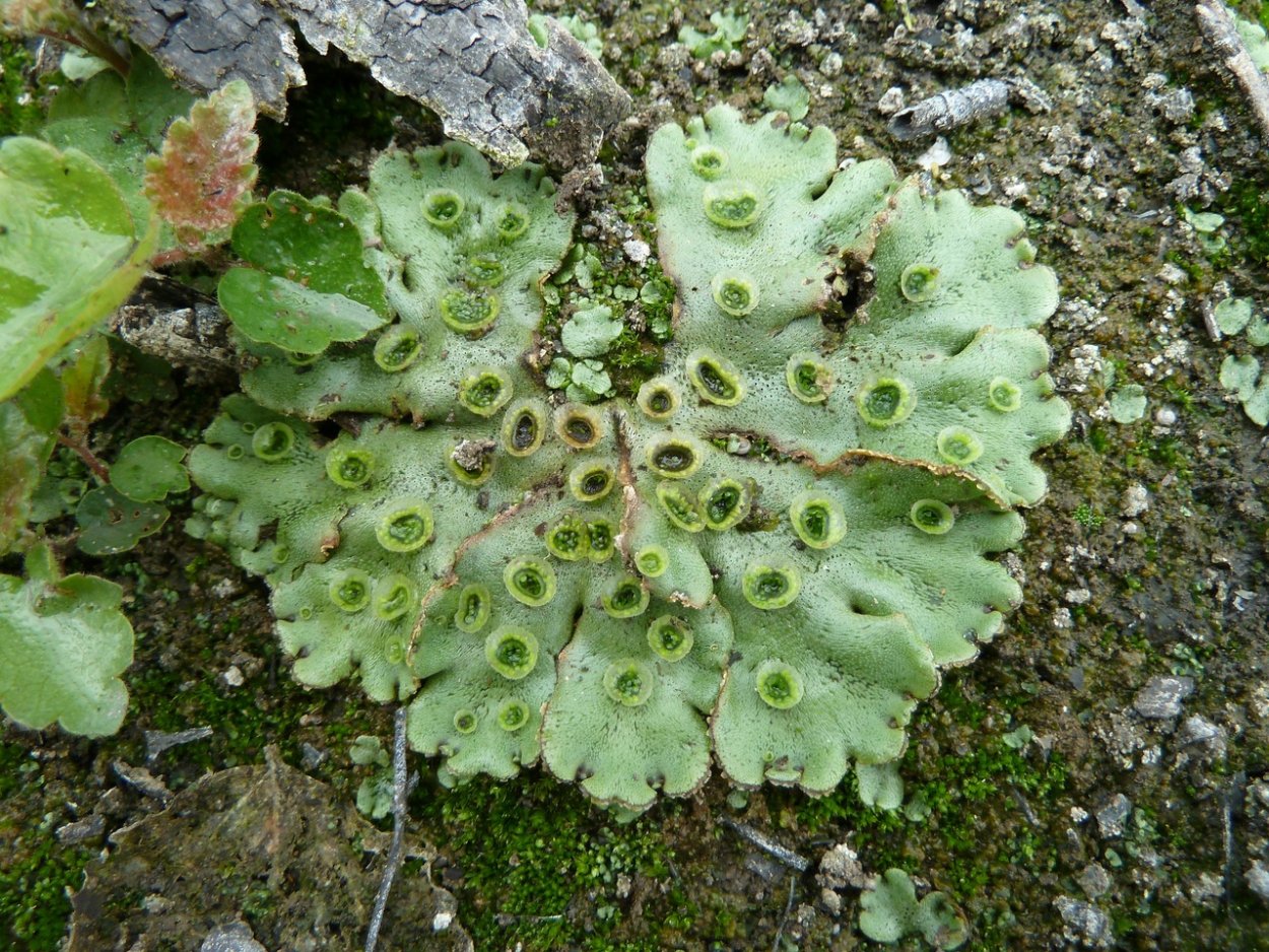 Печеночники маршанция