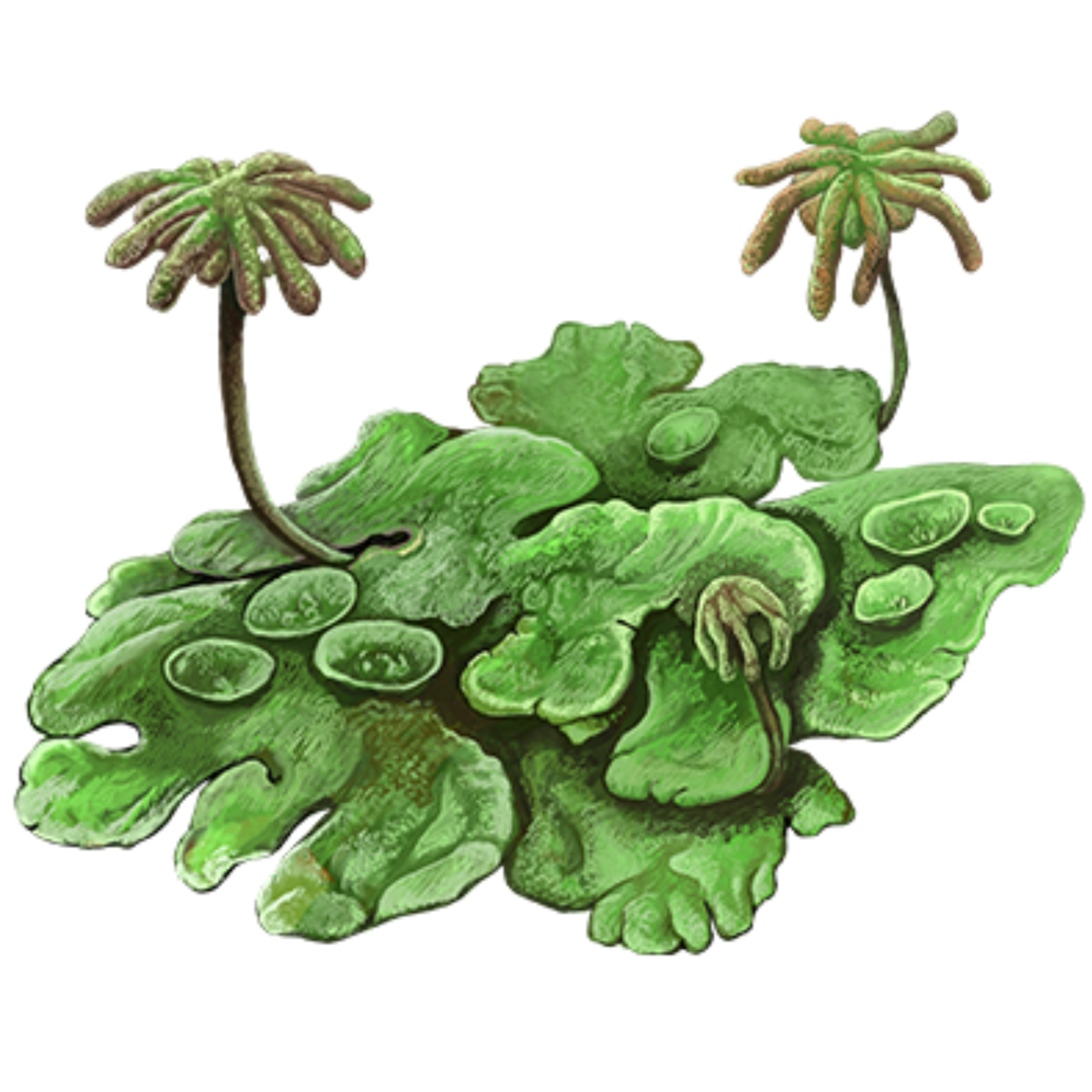 Маршанция мох рисунок