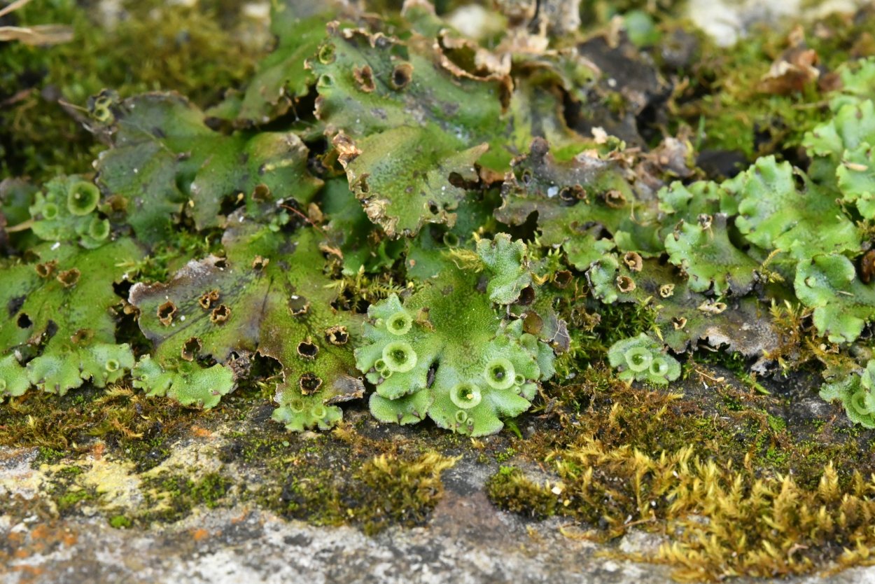 Маршанция в аквариуме