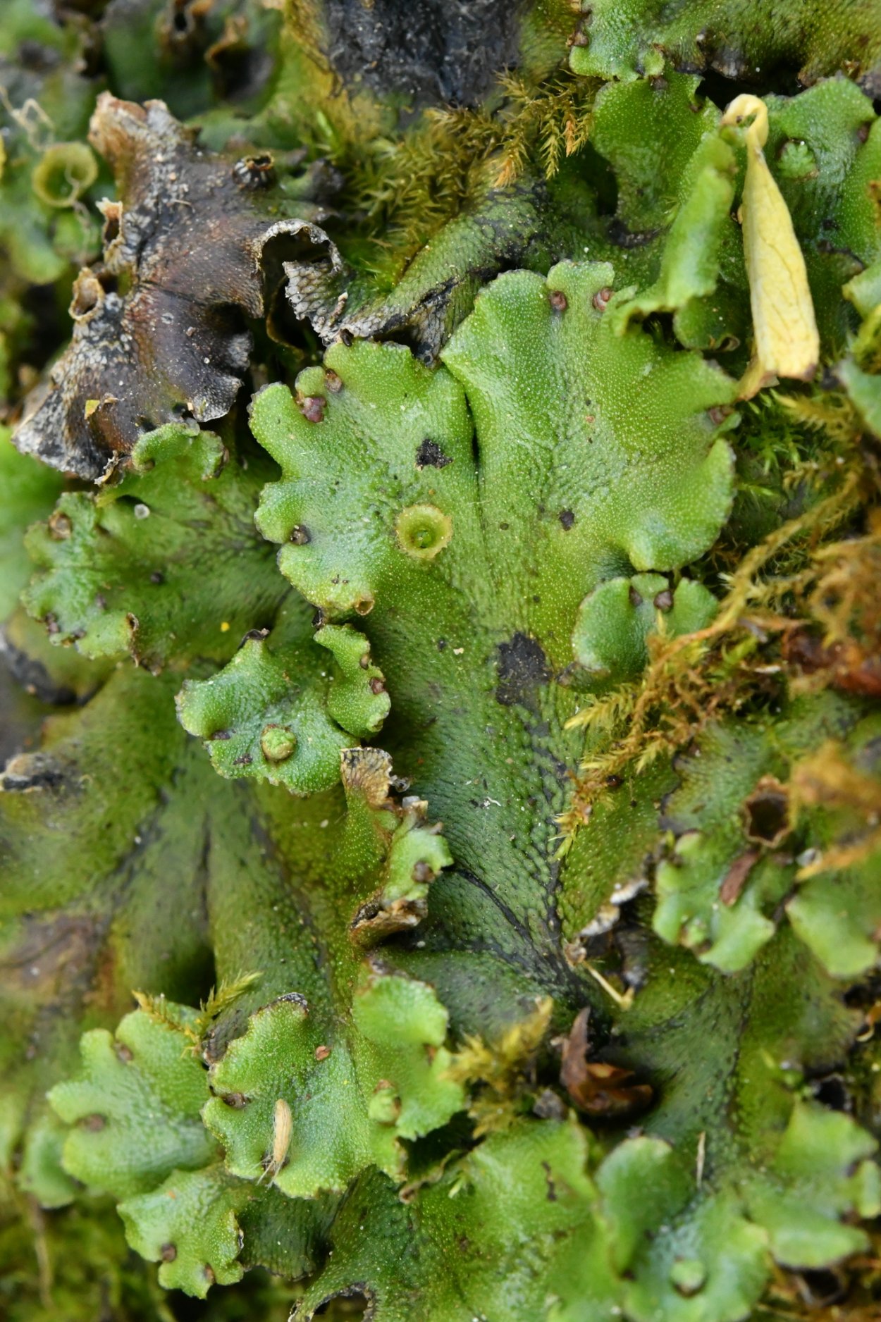 Маршанция изменчивая