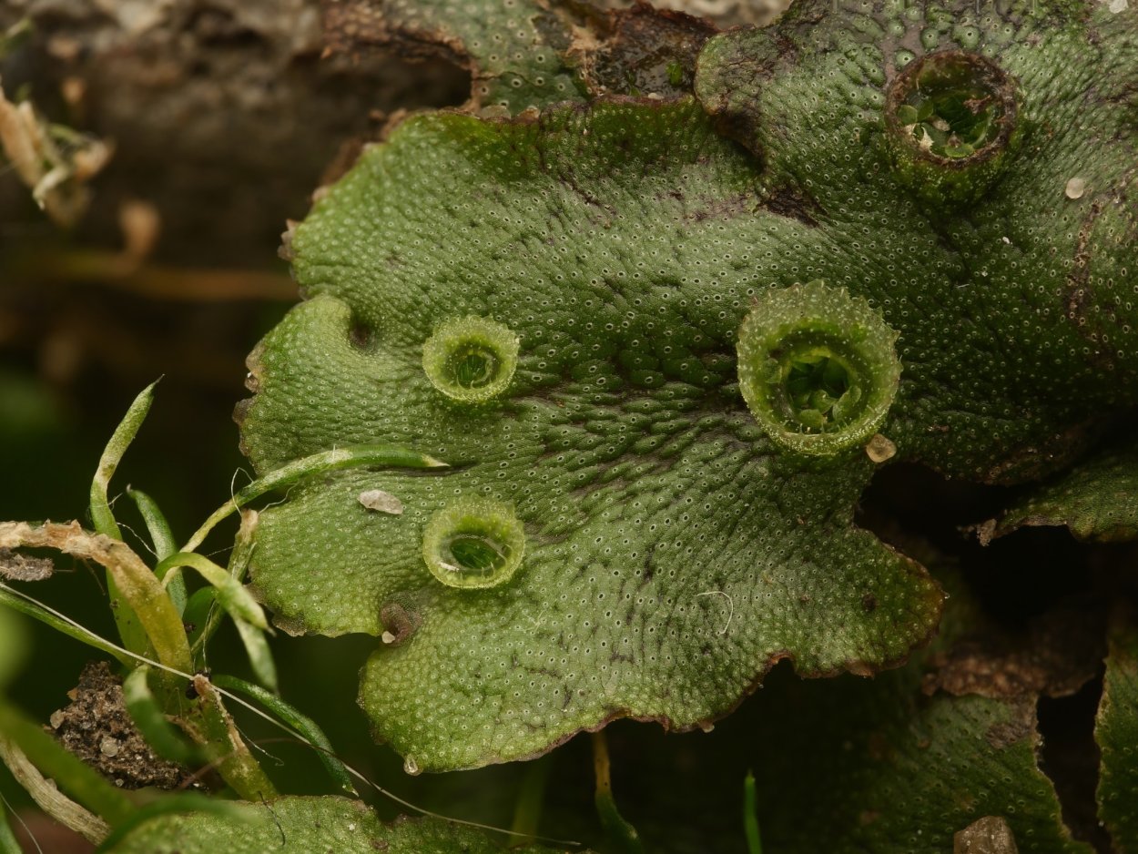 Маршанция (лат. Marchantia) —