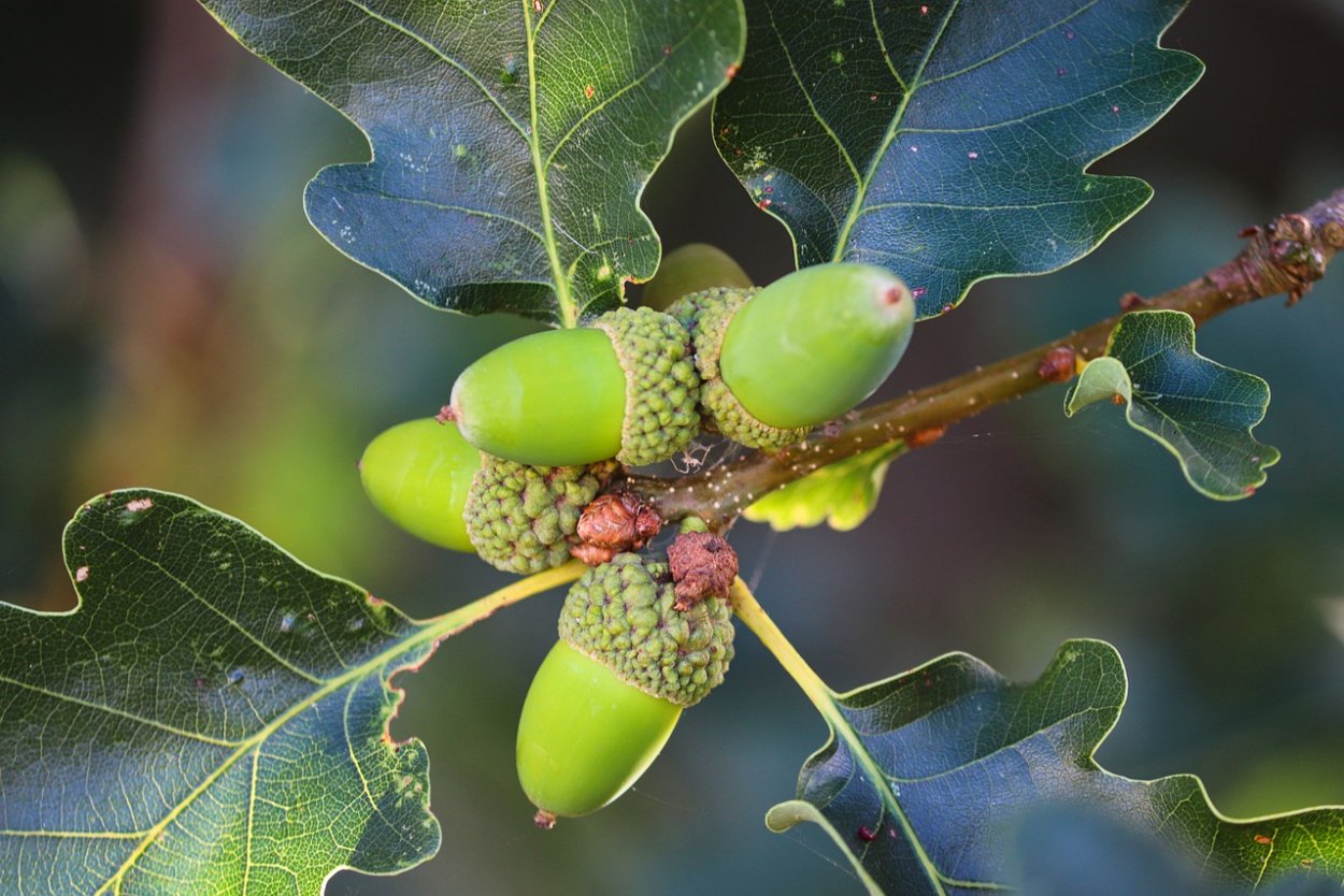 Quercus acutissima желуди