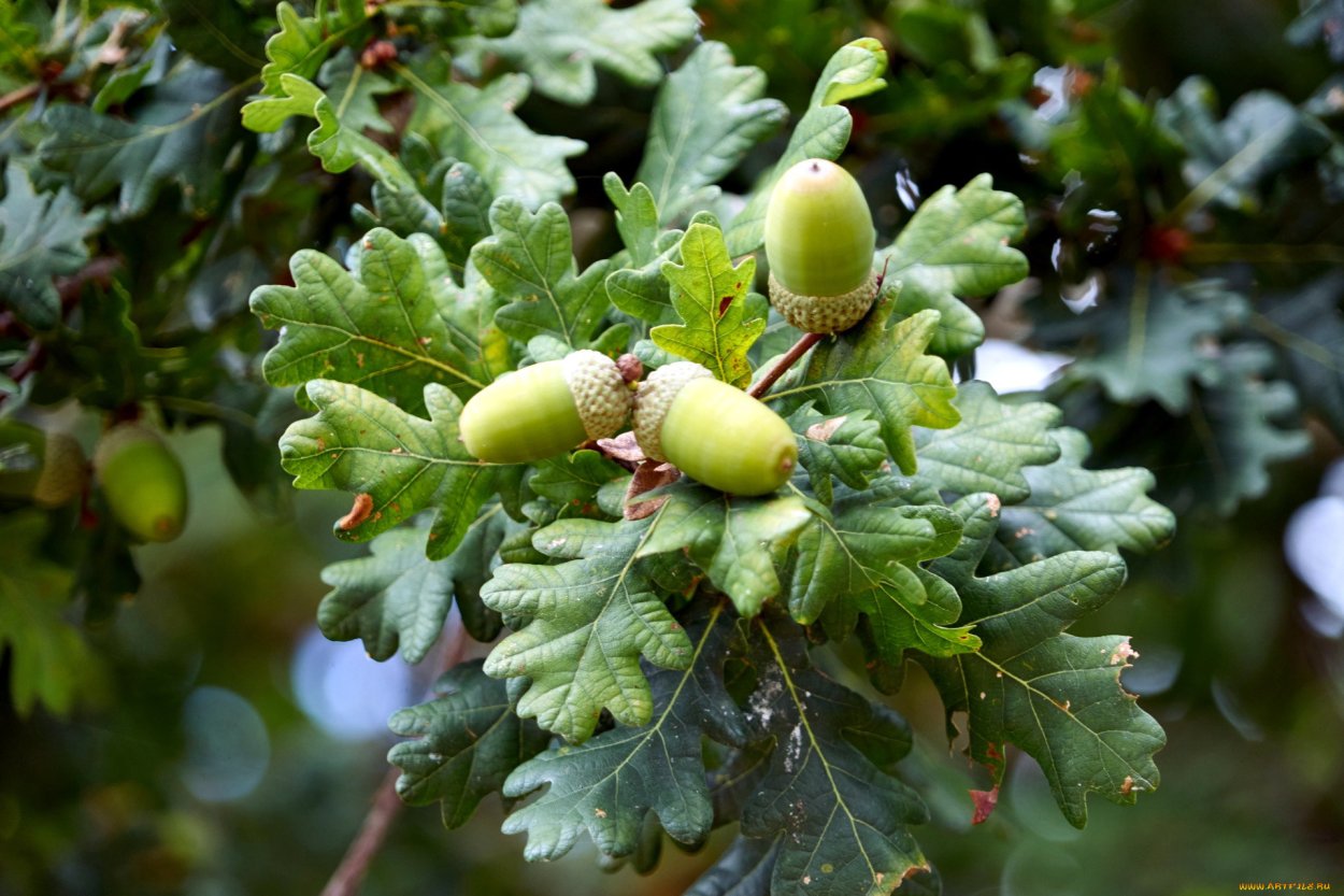 Дуб дерево листья желуди