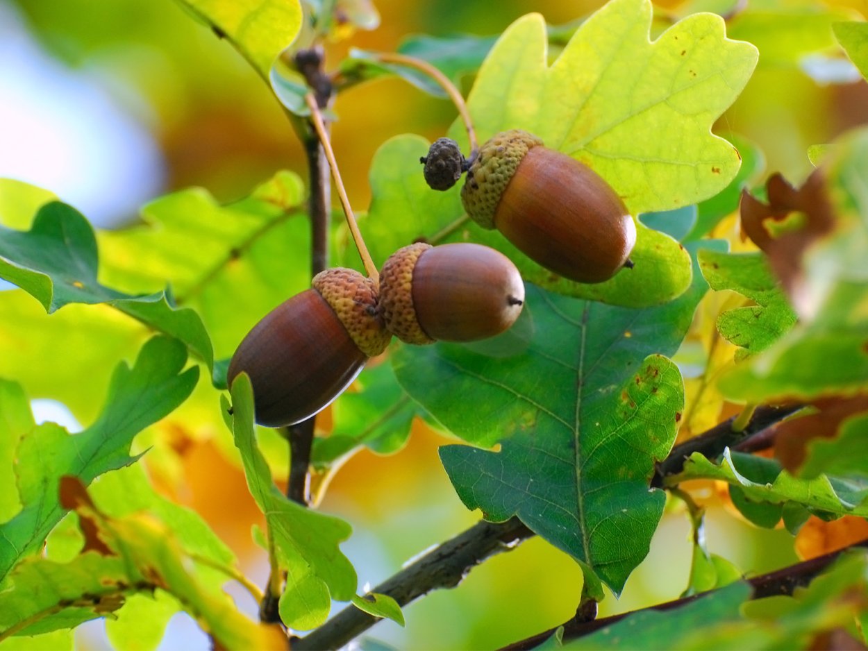 Дуб черепитчатый желуди