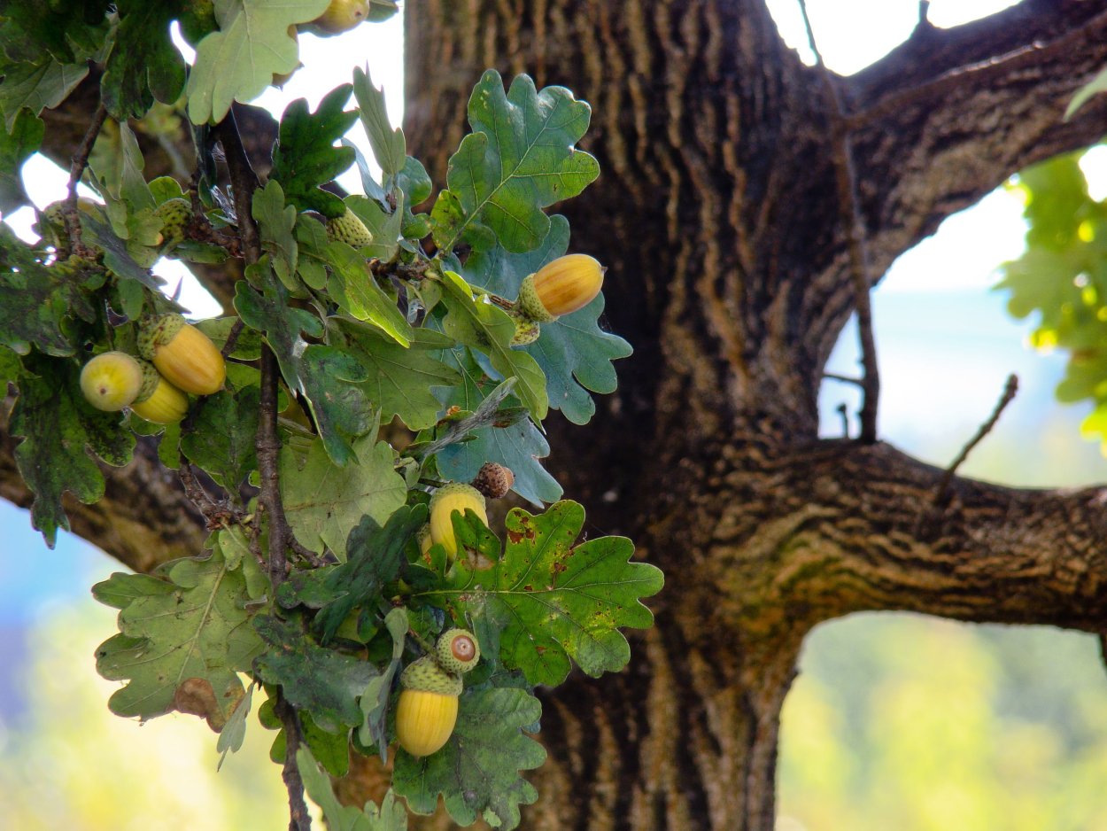 Акция «из малого Желудя — могучий дуб!»