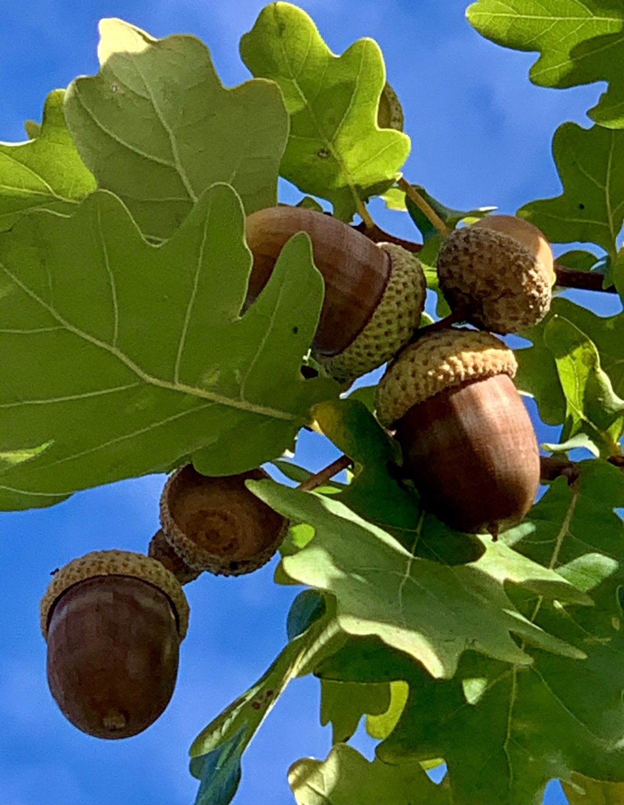 Дуб каштанолистный желуди