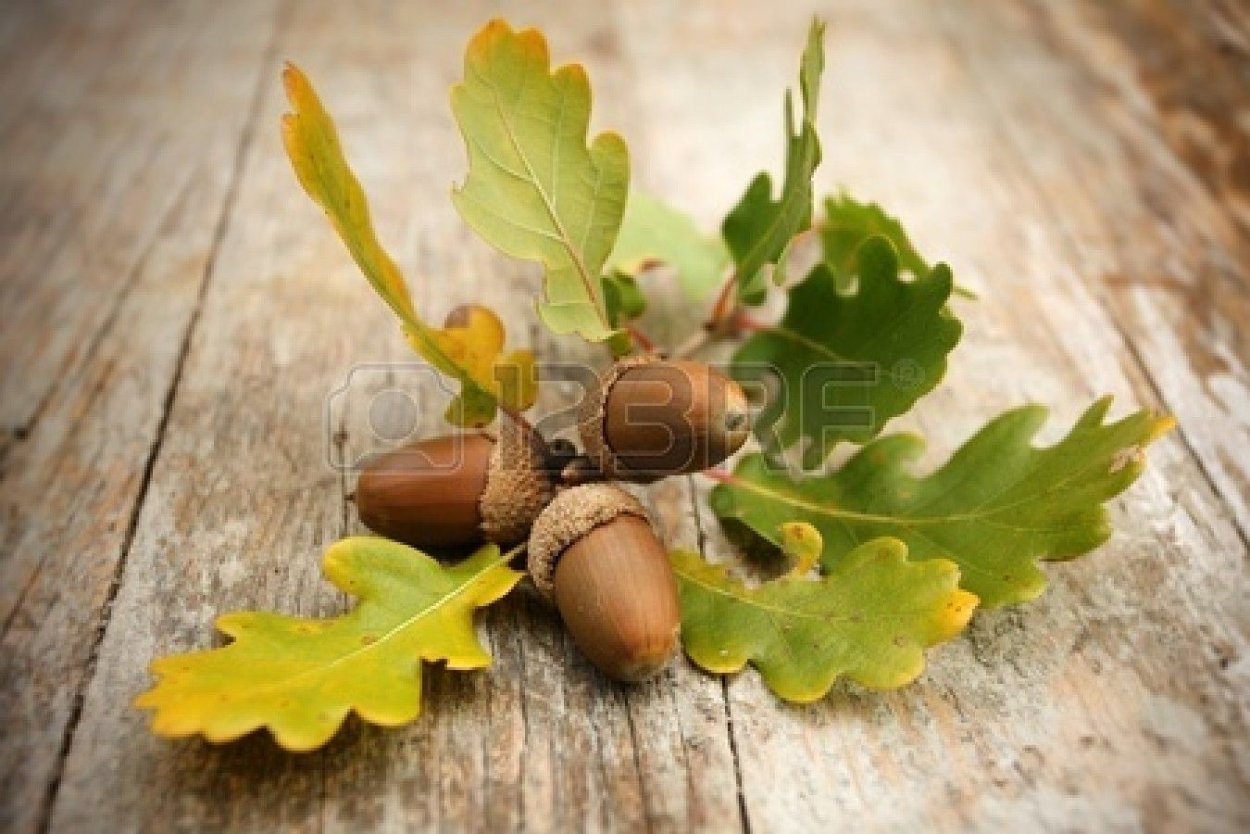 Дуб черешчатый плод