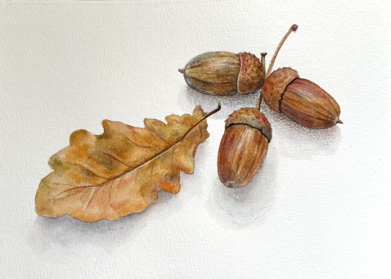Желудь акварель