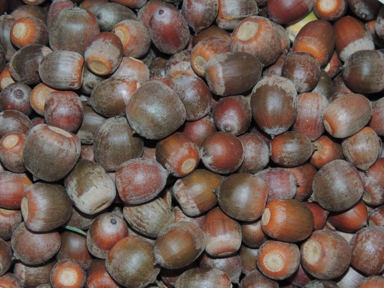 Семена дуба красного