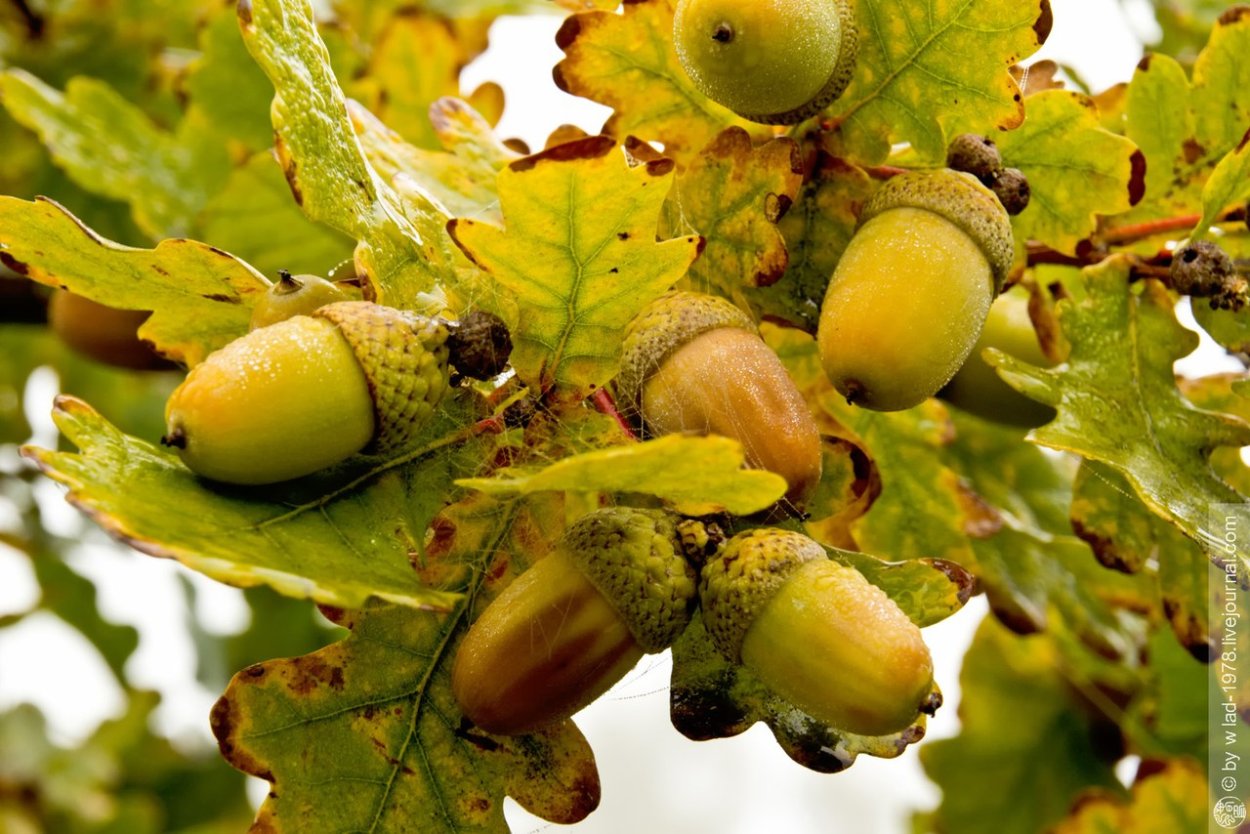 Дуб черешчатый семена