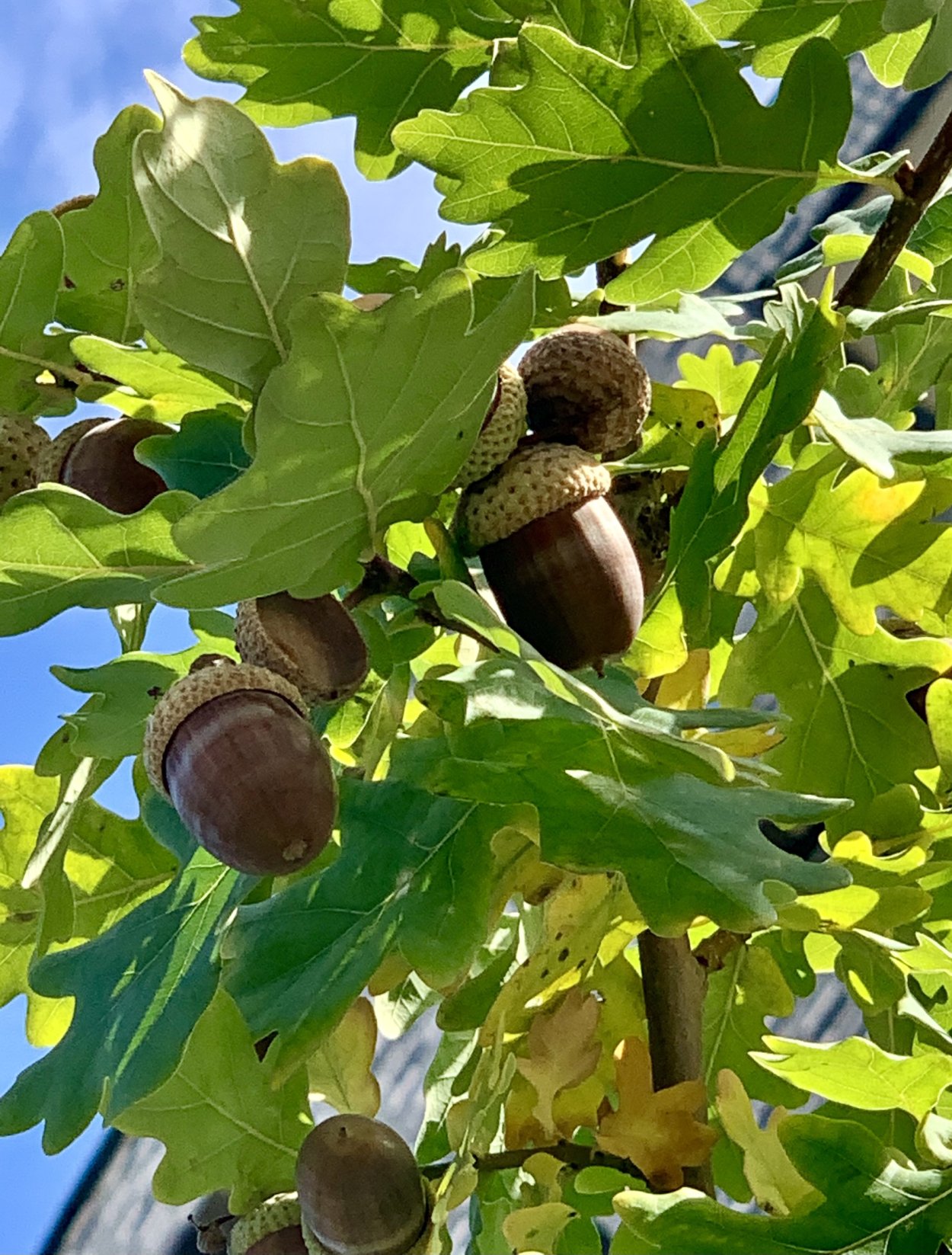 Жёлуди дуба