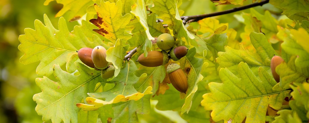 Дуб черешчатый желуди