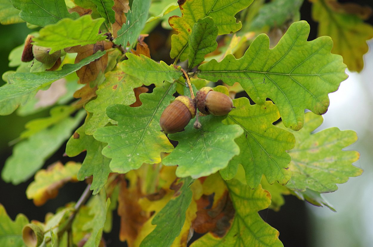 Quercus Robur Желудь