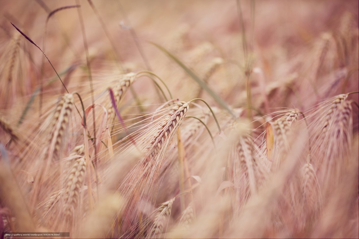 Пшеница макро