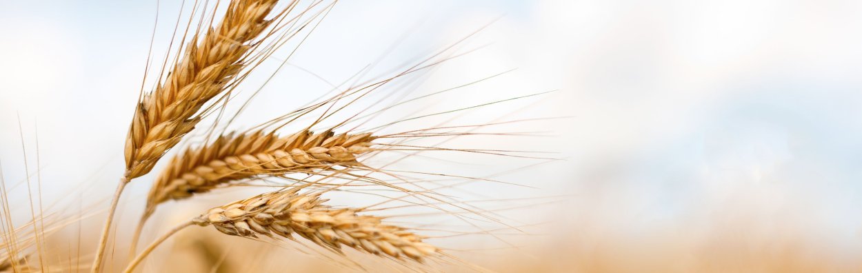 Пшеница фон