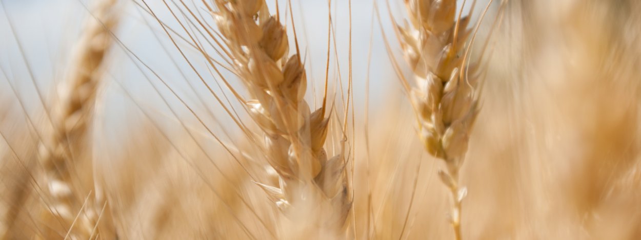 Бежевые колосья