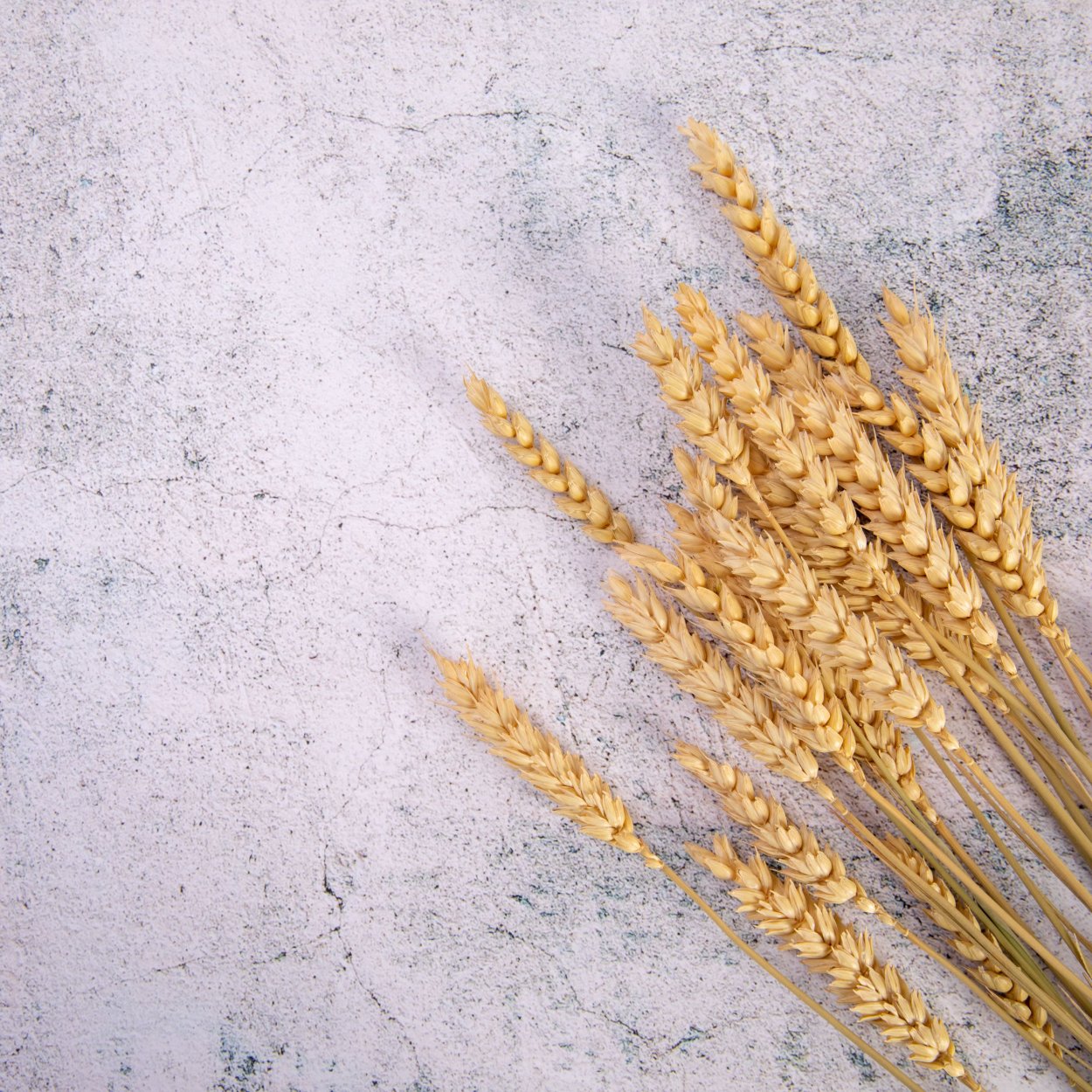 Обои с колосьями пшеницы для стен