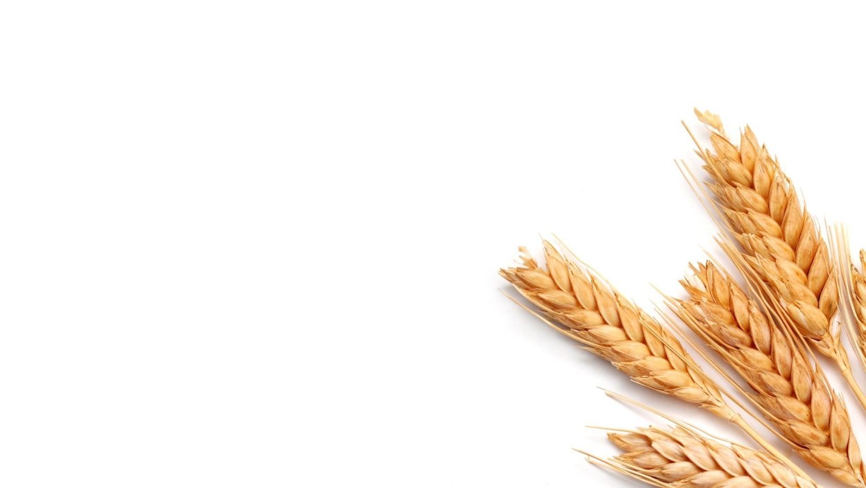 Колосья на прозрачном фоне