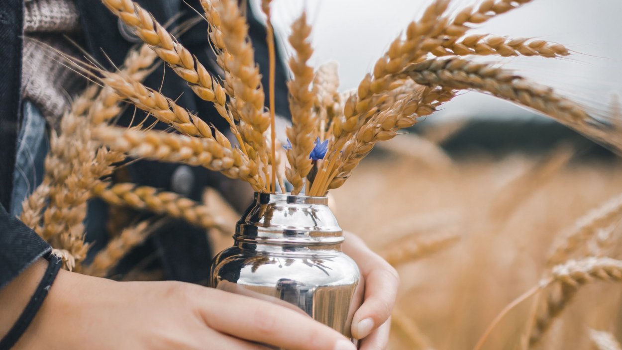 Фотосессия в колосьях