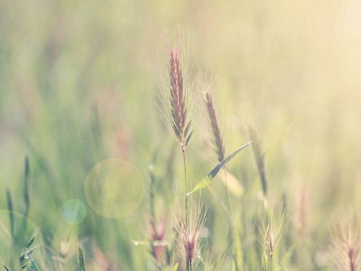 Колосья травы