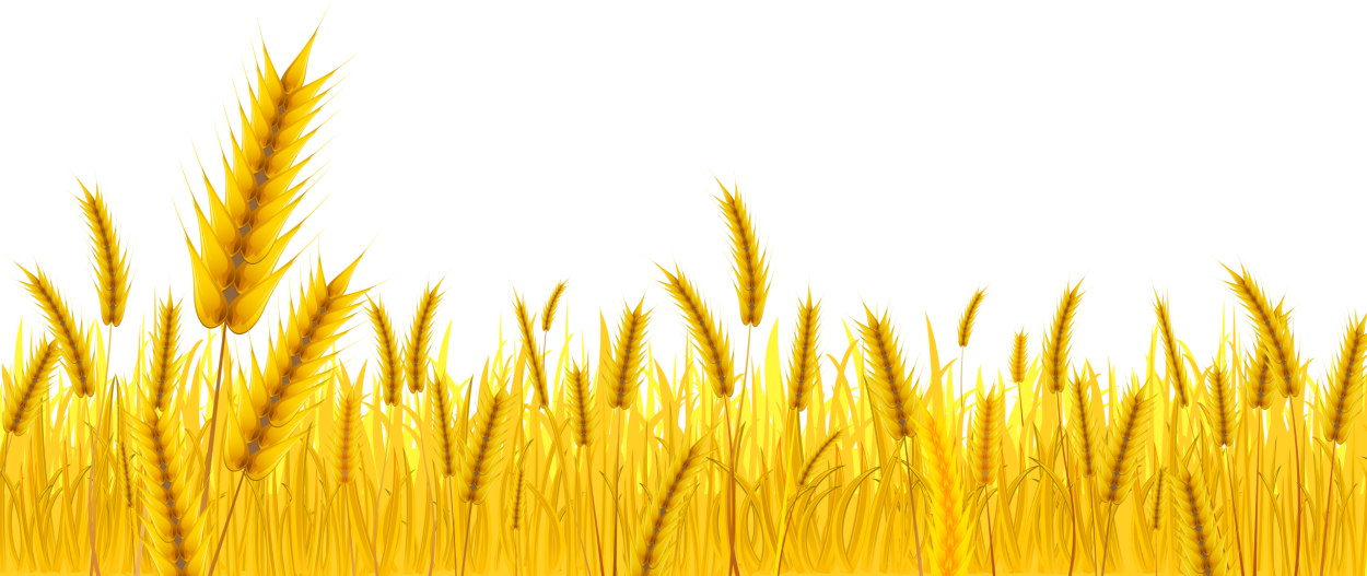 Желтый фон колосья