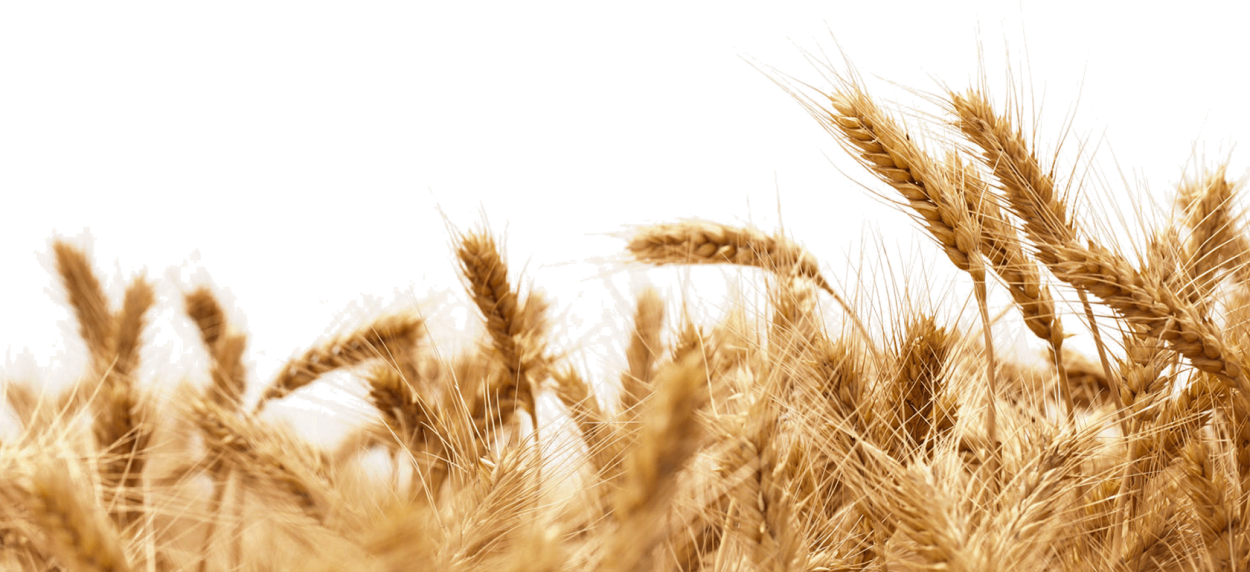 Пшеница на белом фоне