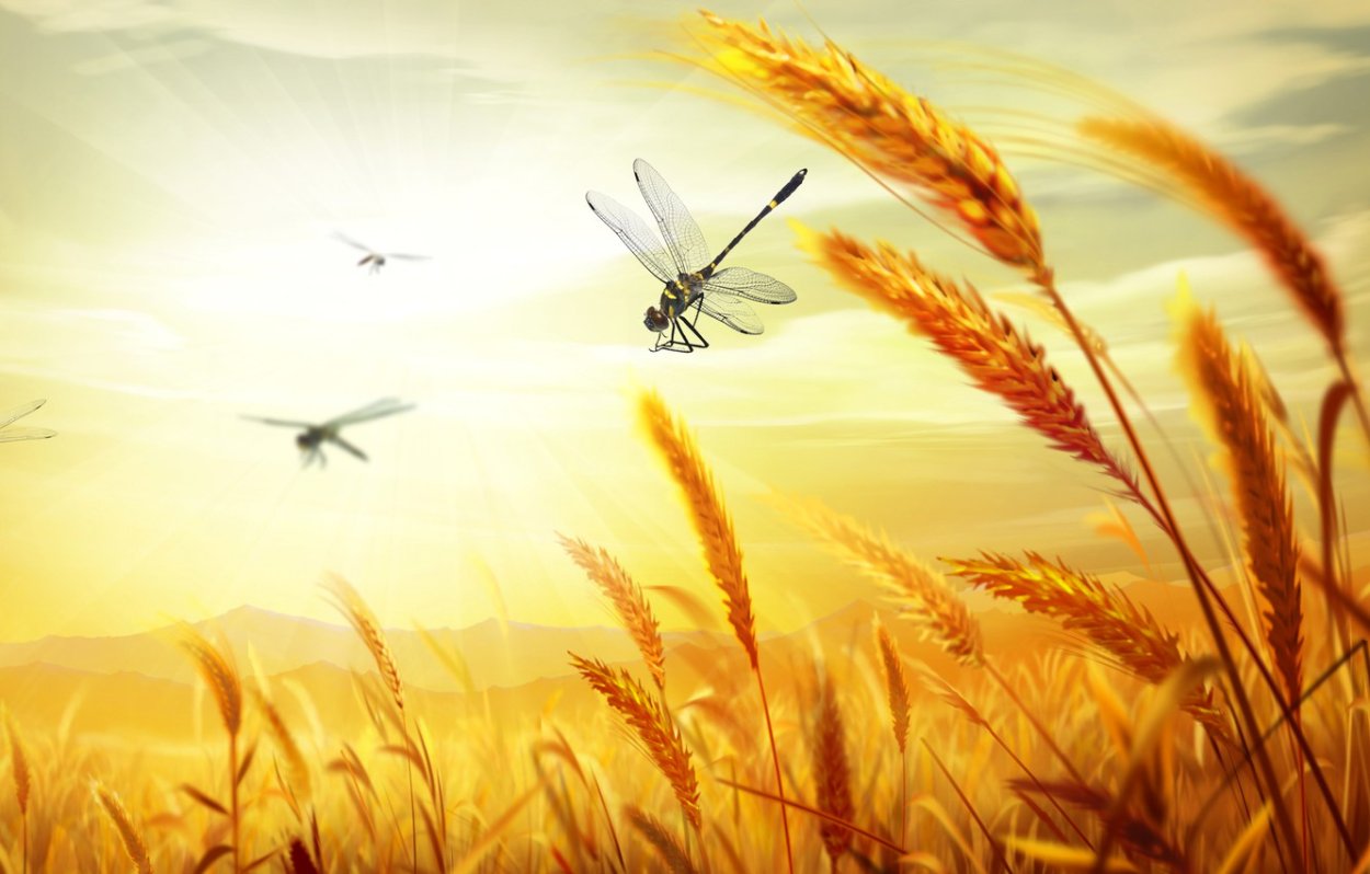 Рамка колосья