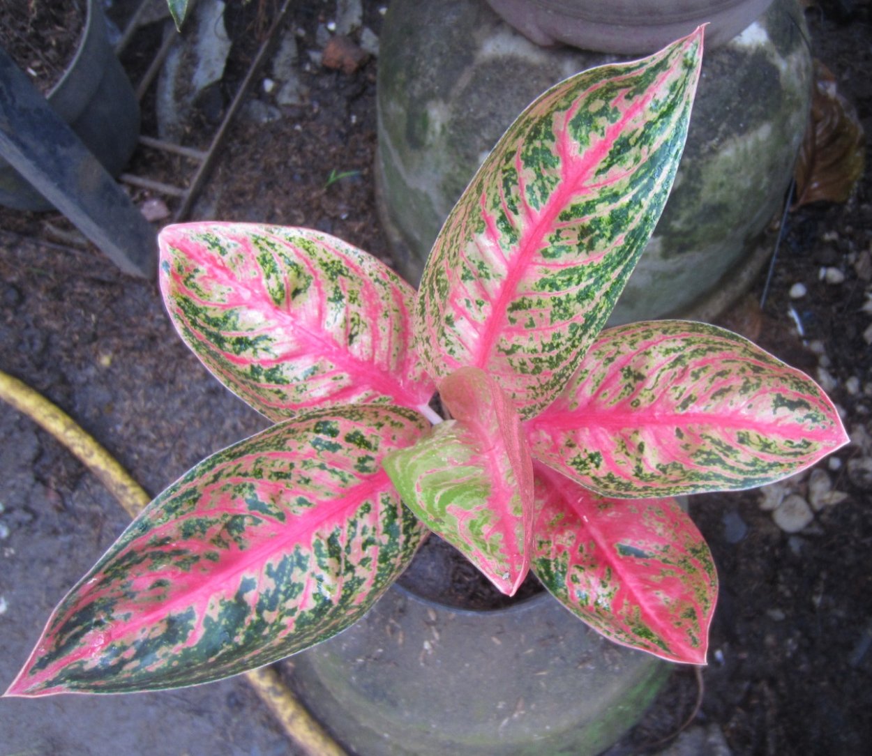 Аглаонема Крит цветение