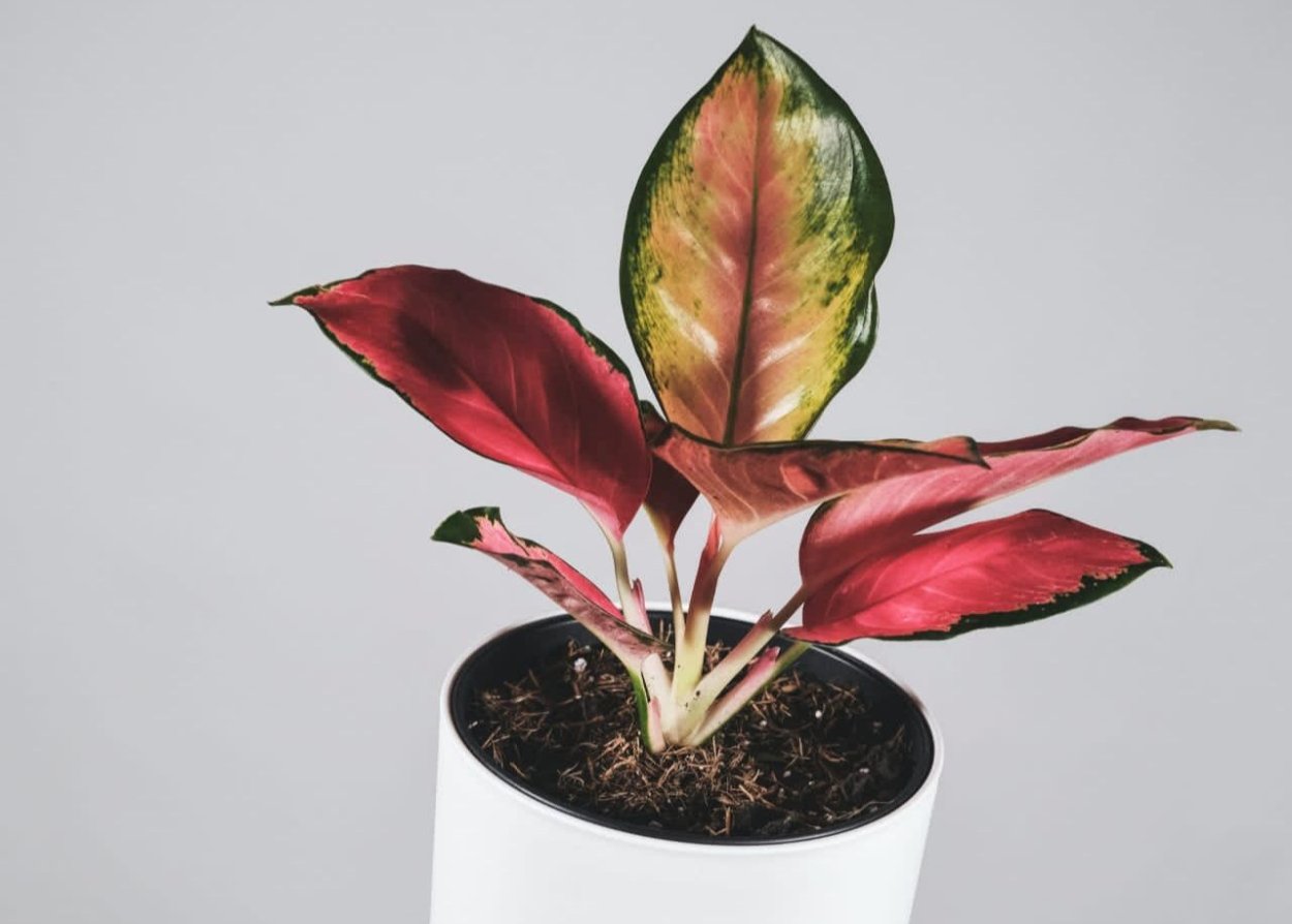 Аглаонема Кочин Пинк