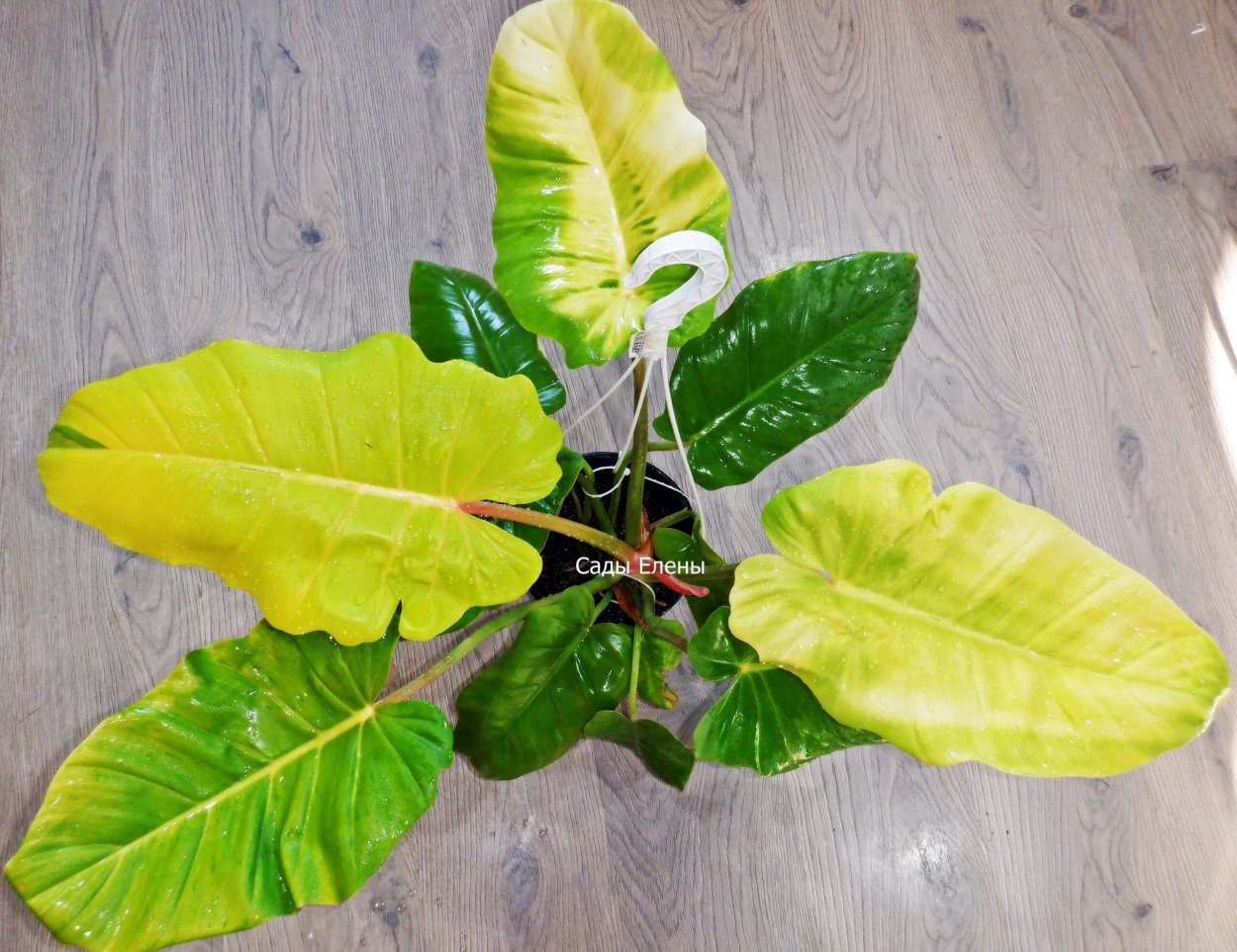 Филодендрон serratum