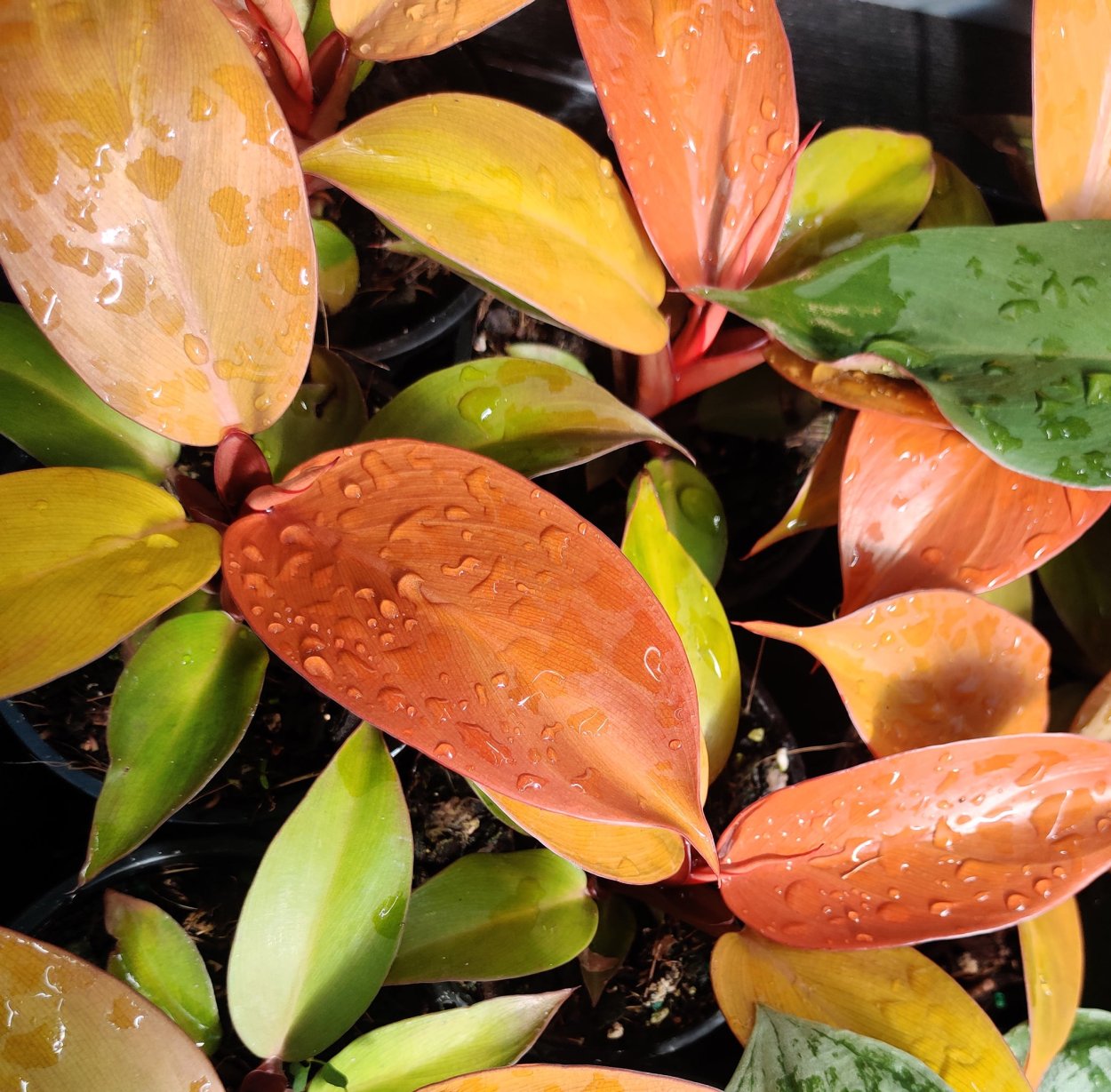 Филодендрон Принс оранж