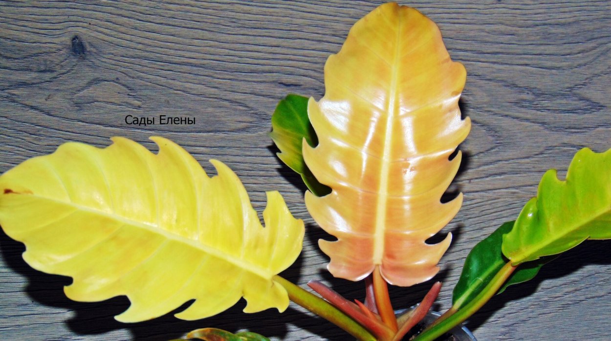Филодендрон Серратум оранж