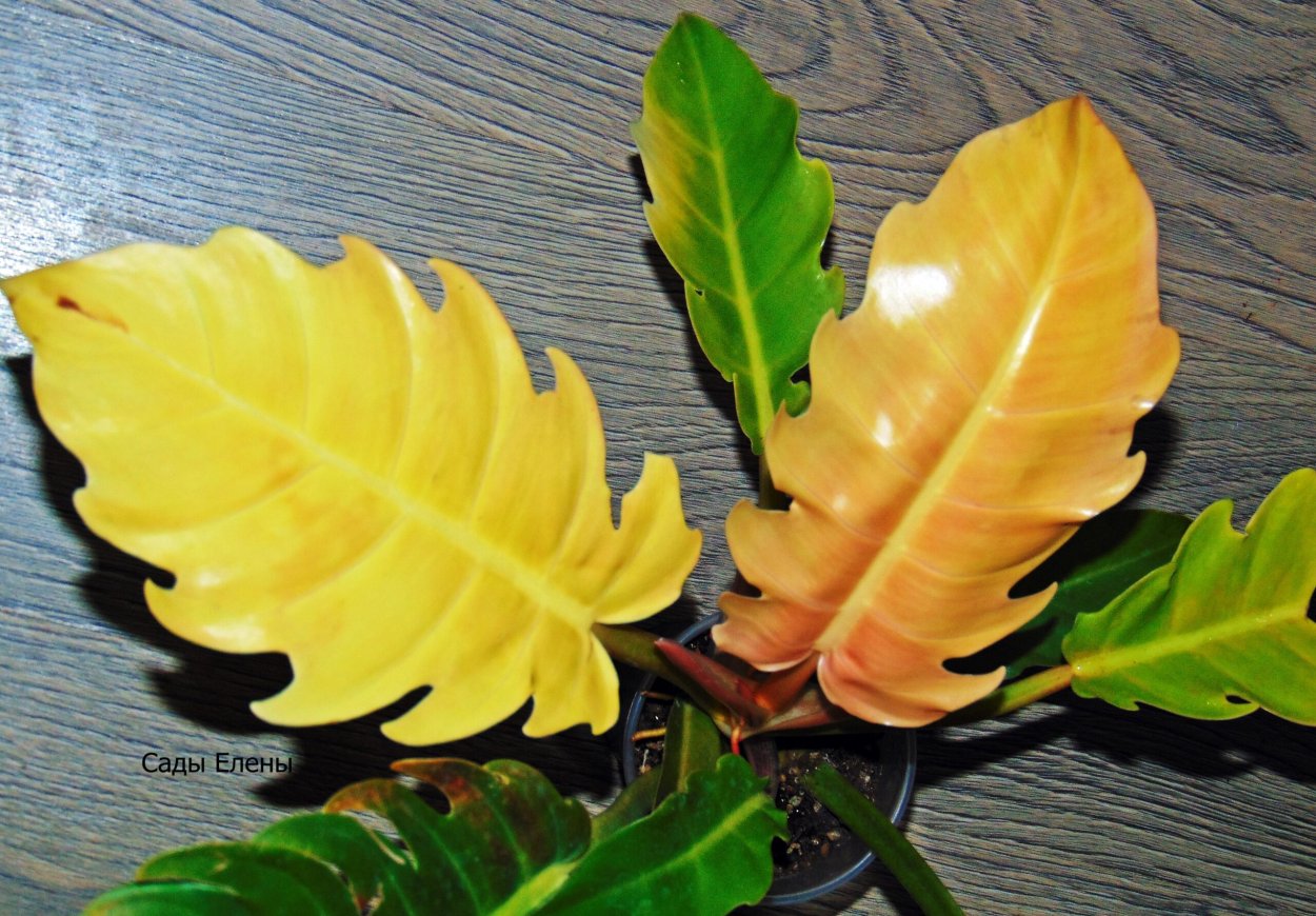 Филодендрон Серратум Мунлайт ку купить