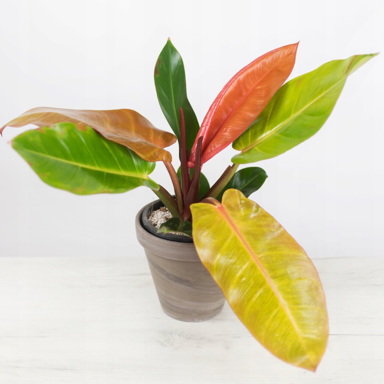 Филодендрон оранж