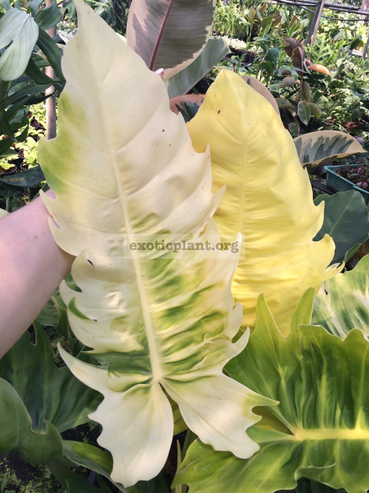 Филодендрон Мунлайт Серратум,