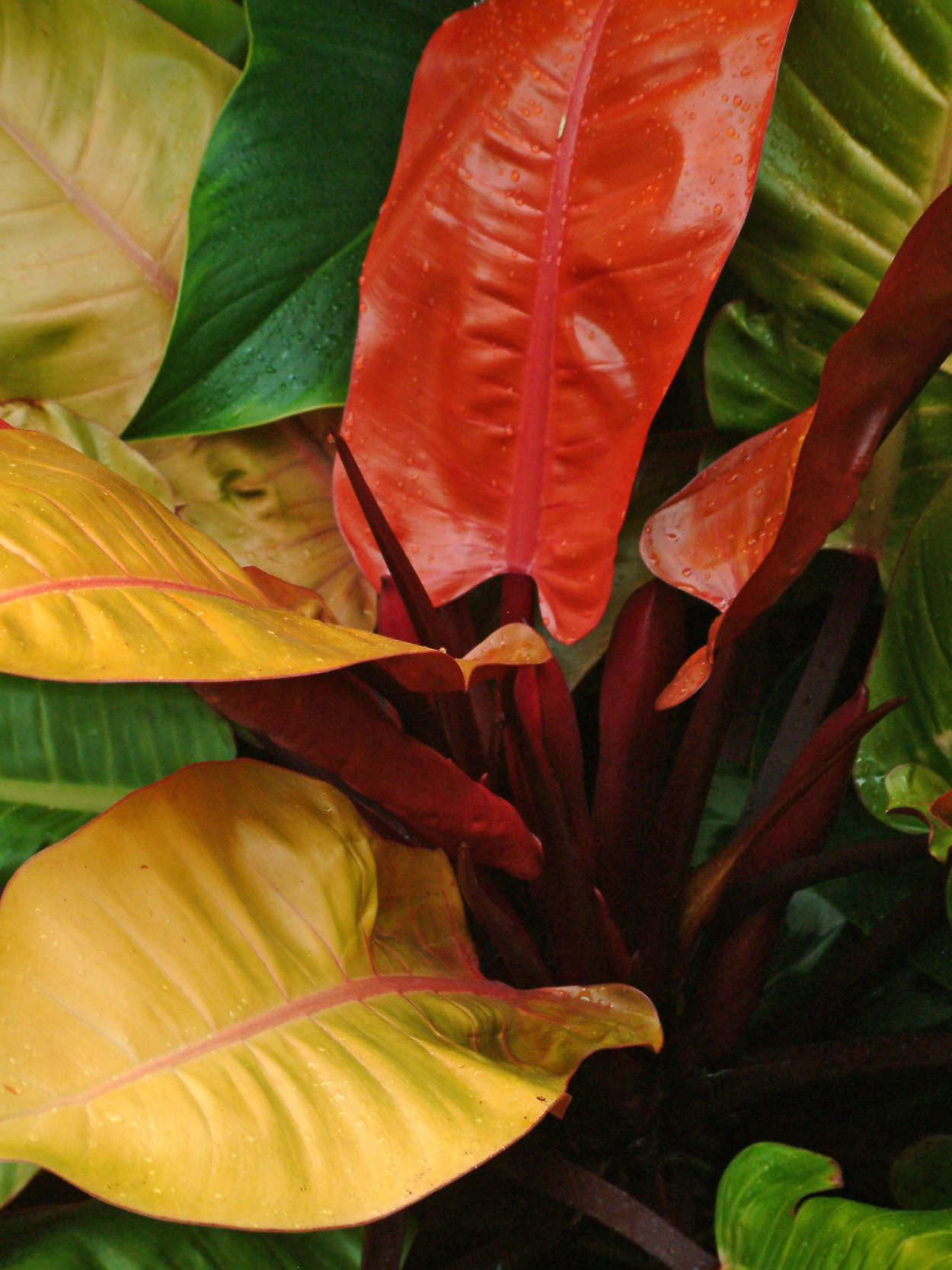 Филодендрон оранж