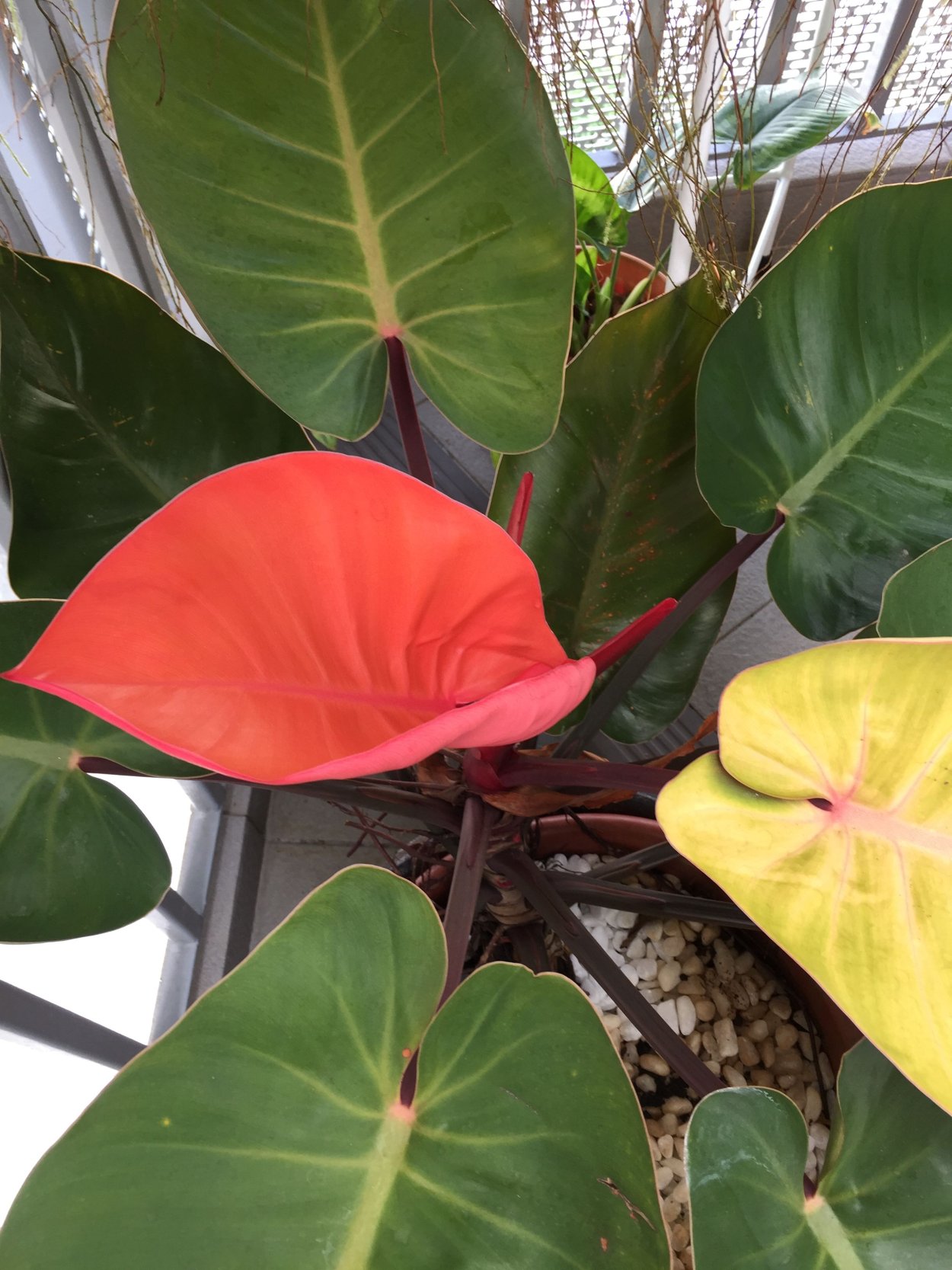 Филодендрон оранжевый принц