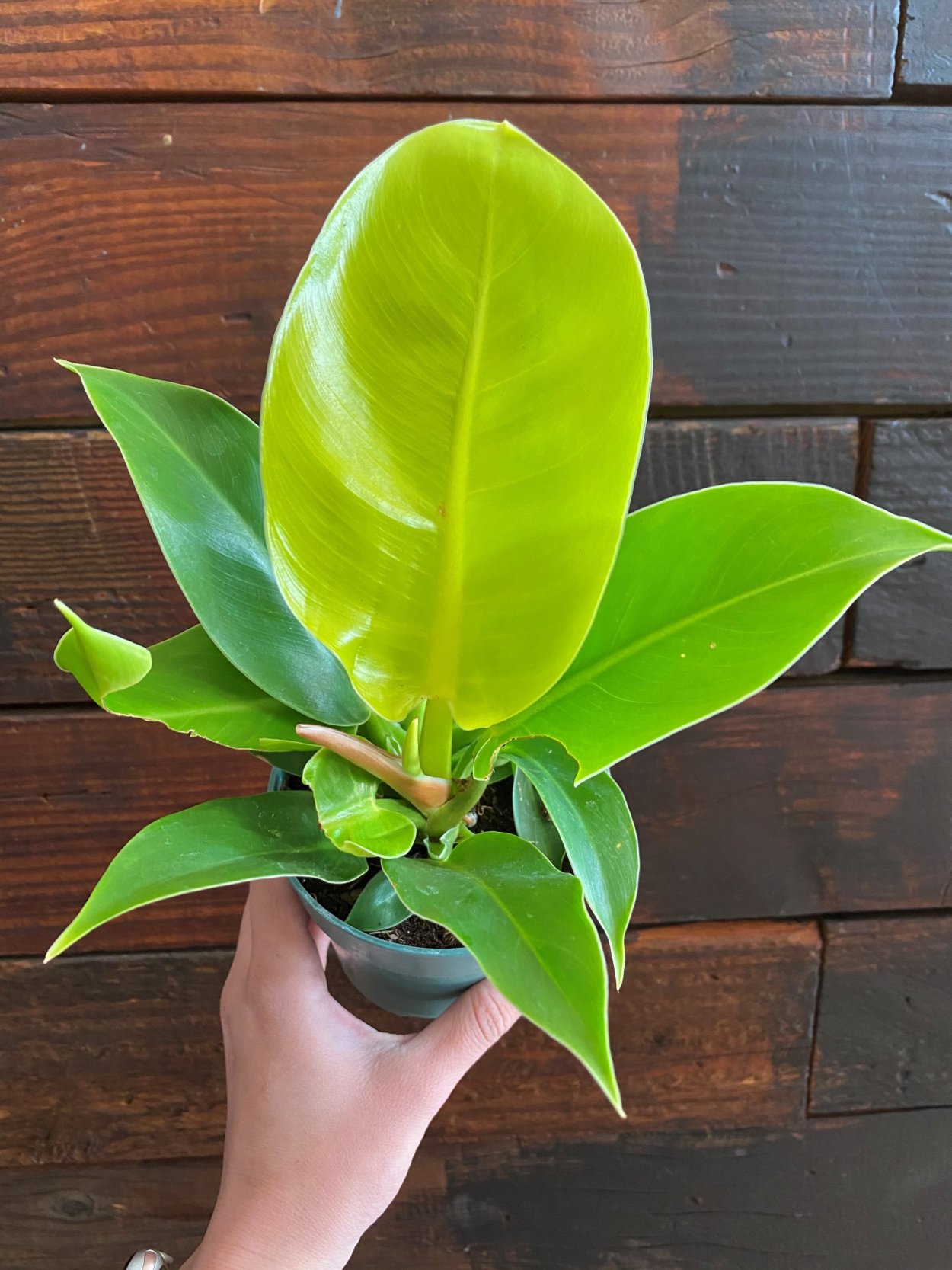 Филодендрон Мунлайт