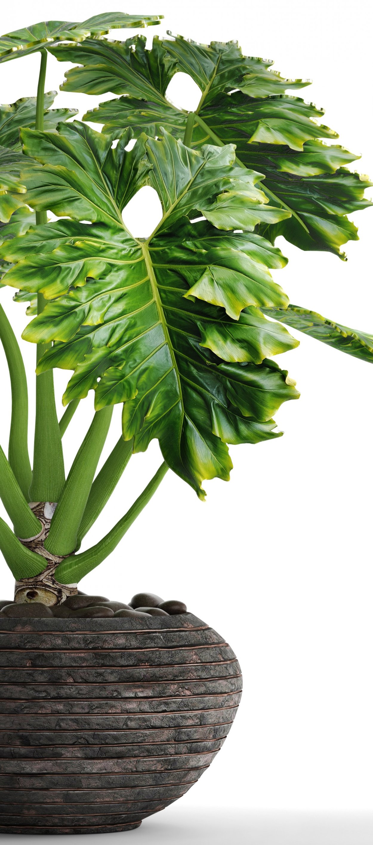 Филодендрон pinnatifidum Golden Splash