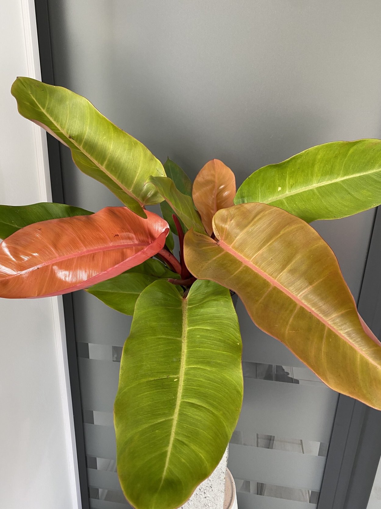 Филодендрон оранж