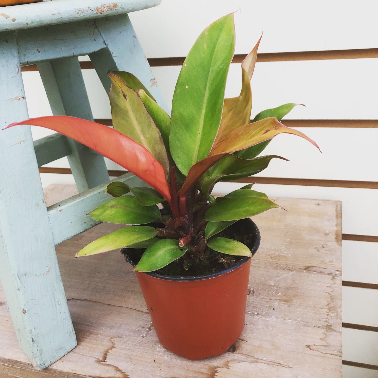 Филодендрон оранж